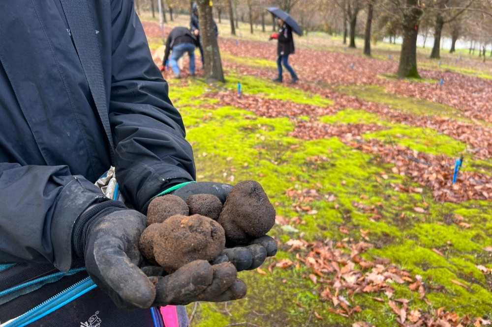 Private Margaret River Truffles and Wine Half Day Tour