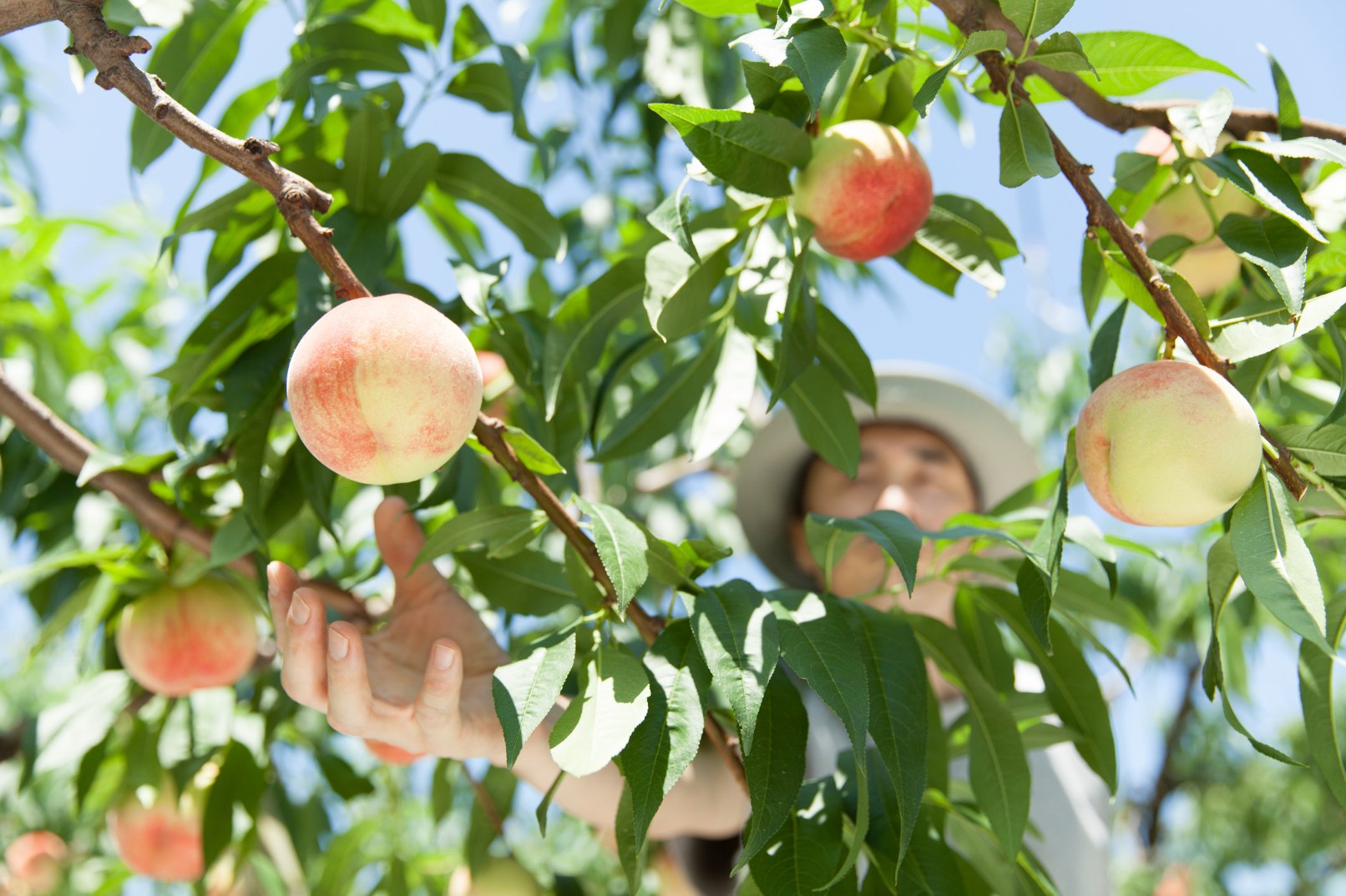 Local farmer
