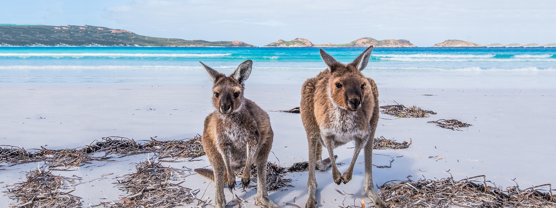 Kangaroo Island Tour with Mandarin Guide