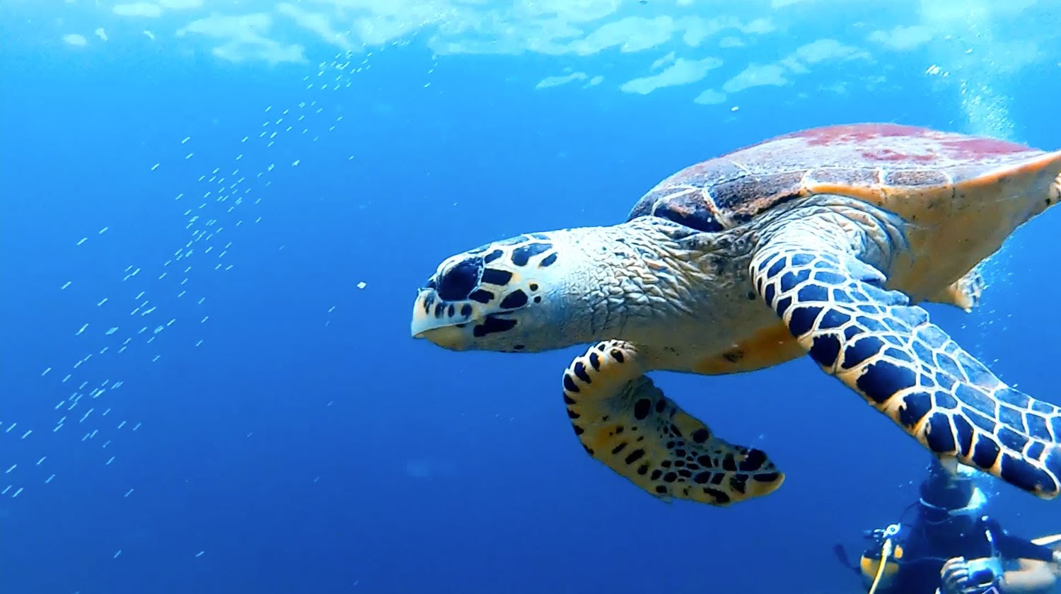 皮皮島 PADI 潛水課程