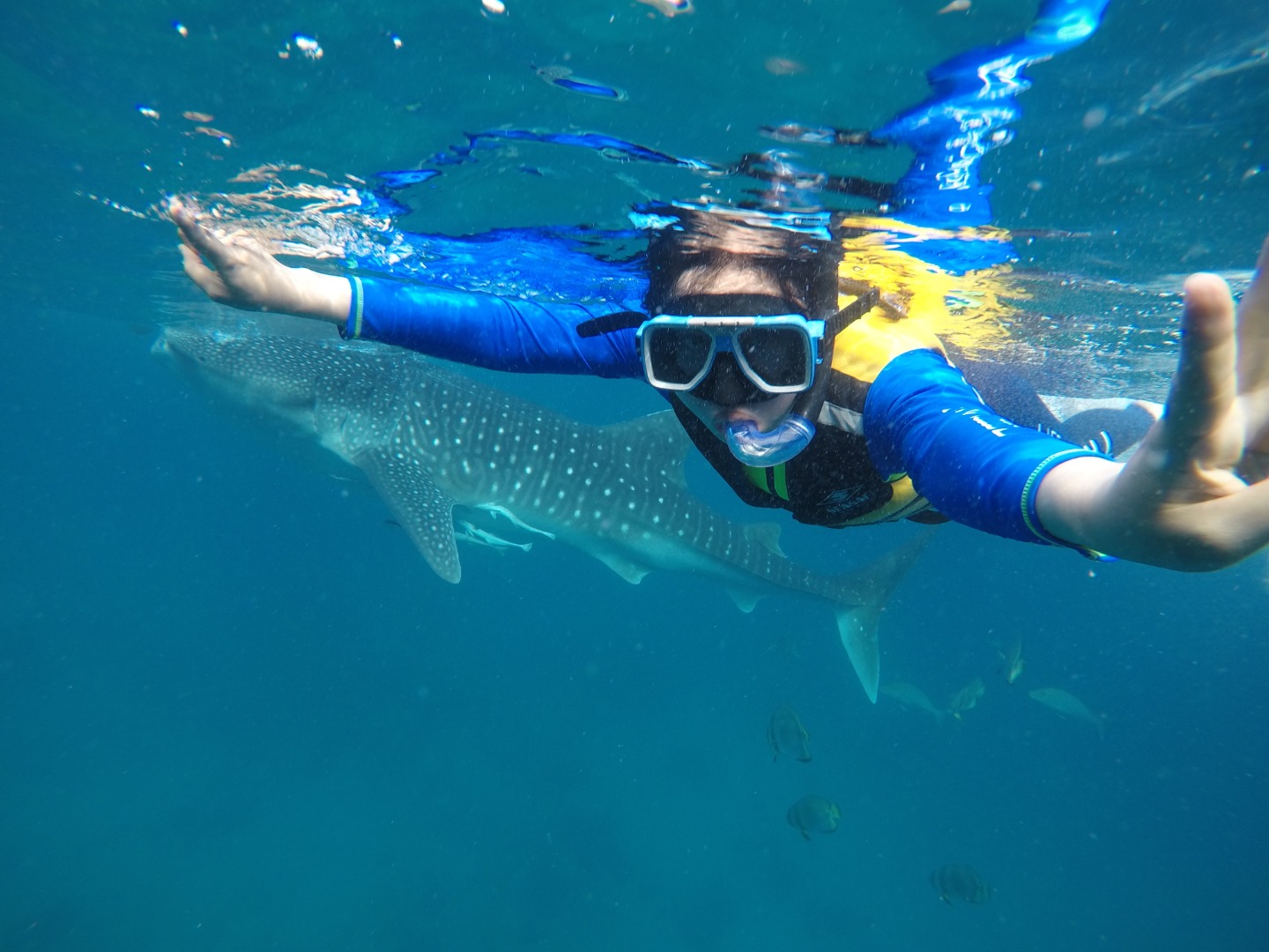 diver wearing blue and yellow posing in front of the camera with a whale shark visible in the background
