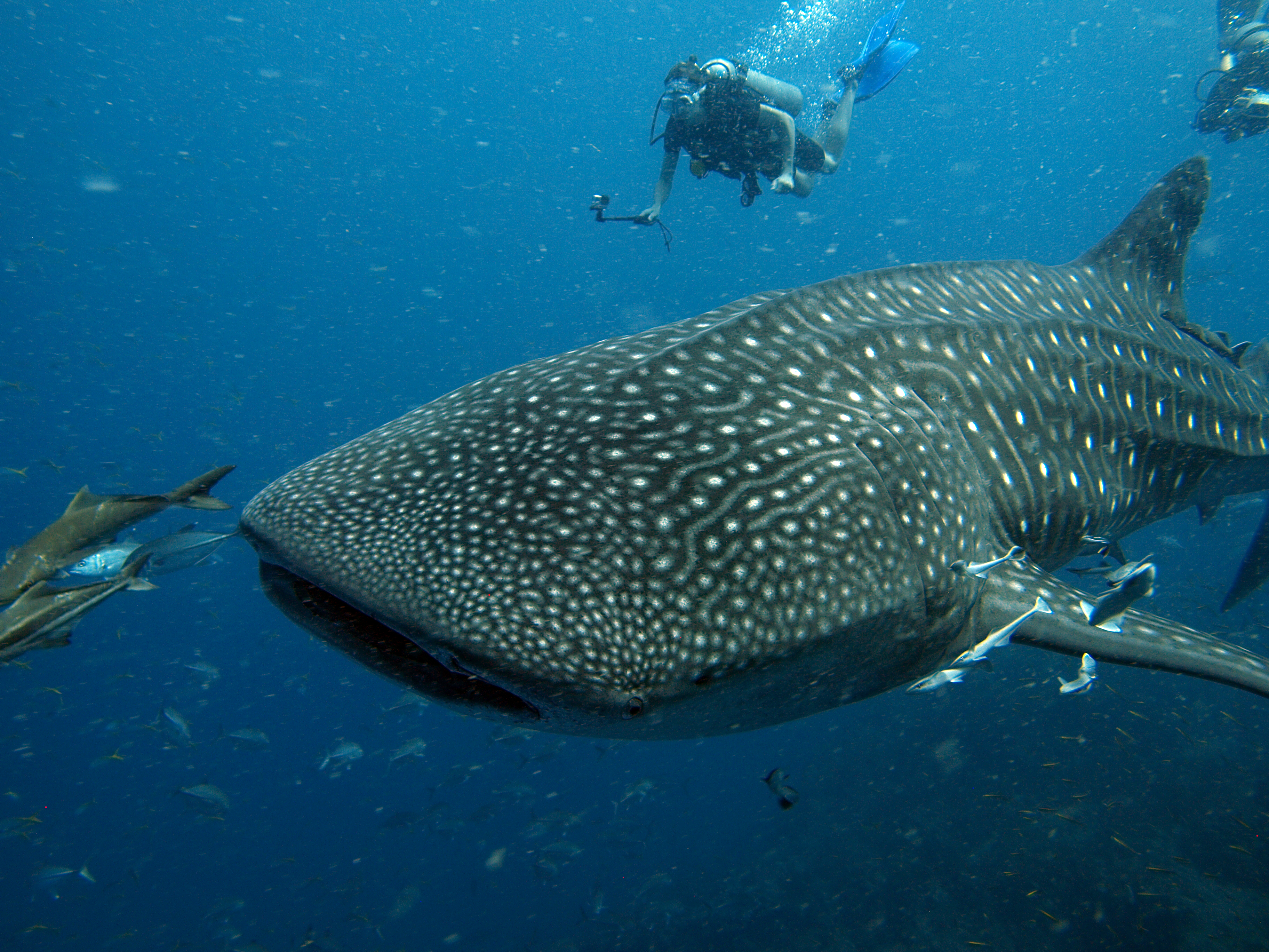 Marine Marvels: Sail Rock 1/2 Day Dive in Koh Samui with PADI 5 Star