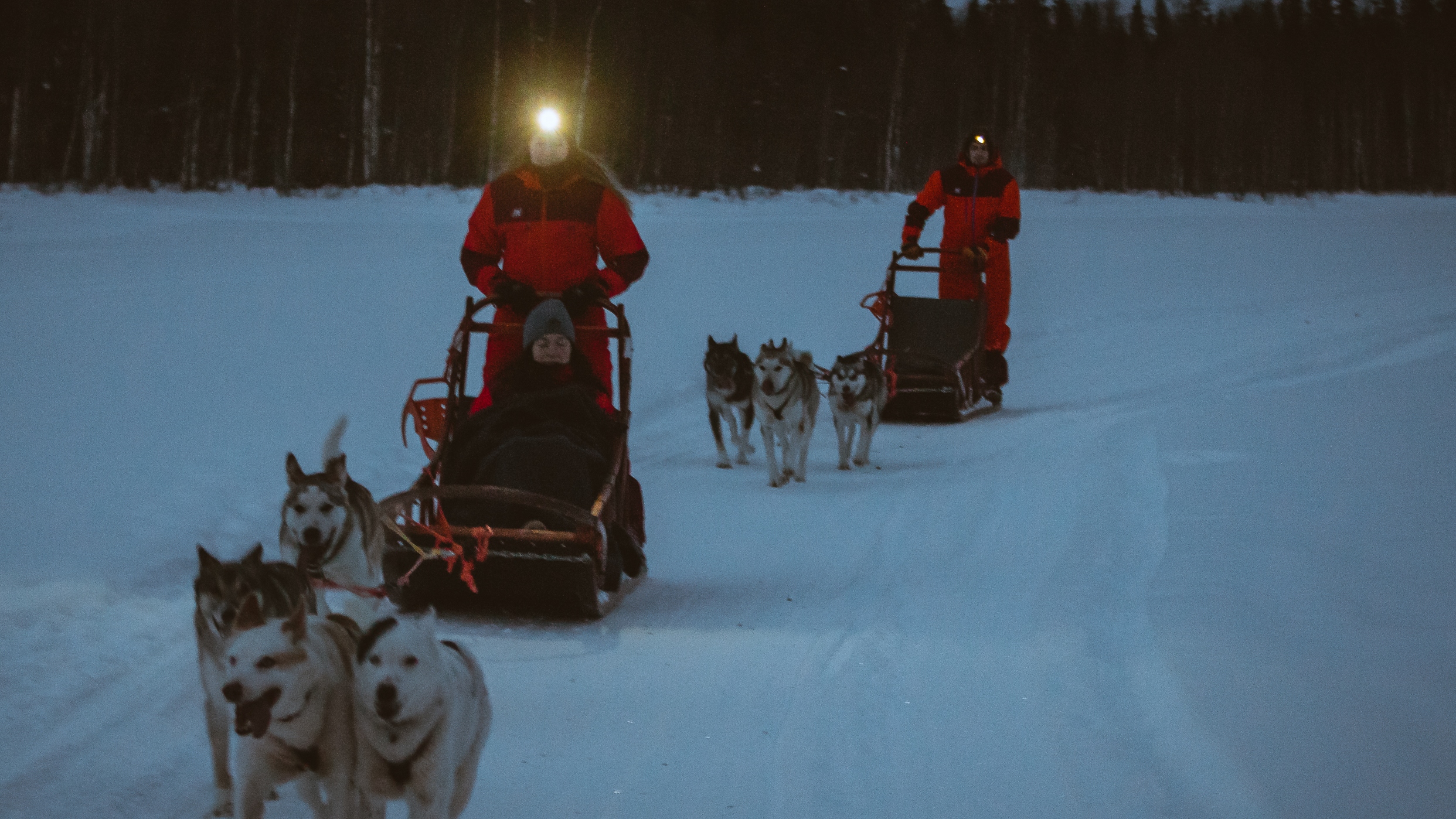 Wild run husky safari tour in Rovaniemi