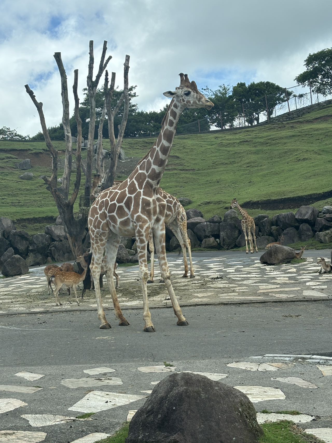 由布院＆九州自然動物公園＆海地獄＆灶地獄一日遊｜可選由布之森列車體驗（福岡出發）