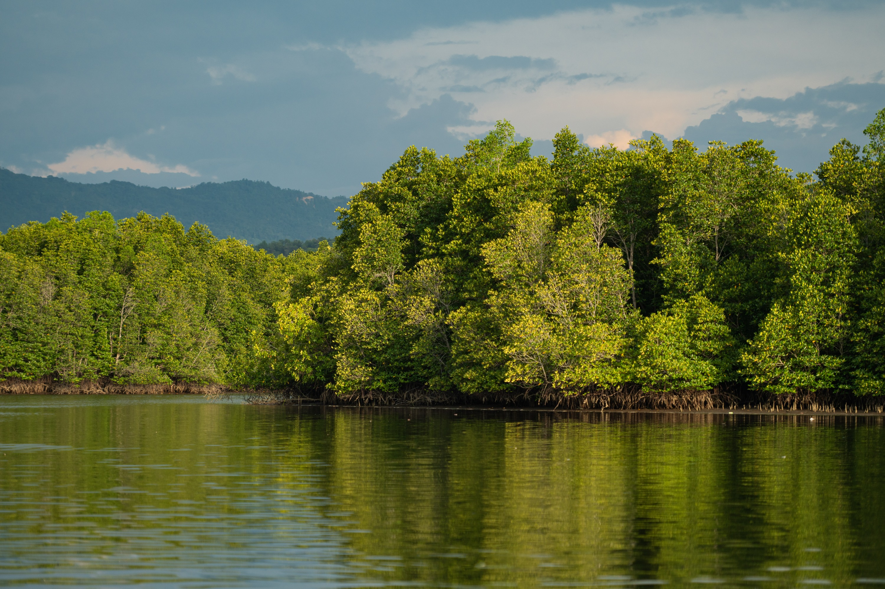 Mengkabong Mangrove River Day Tour