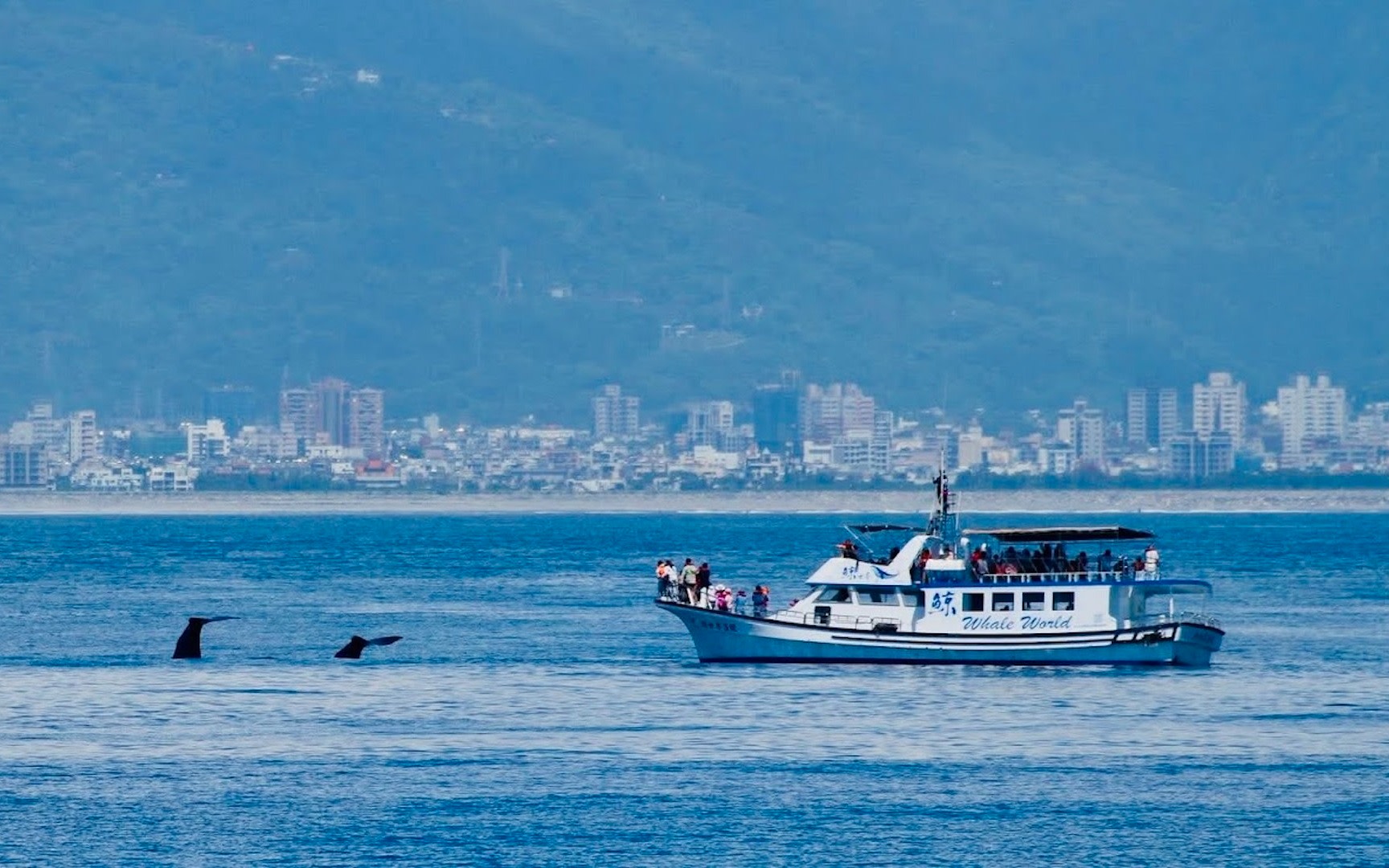 Hualien Whale Watching | Whale World Whale Watching Eco Tour
