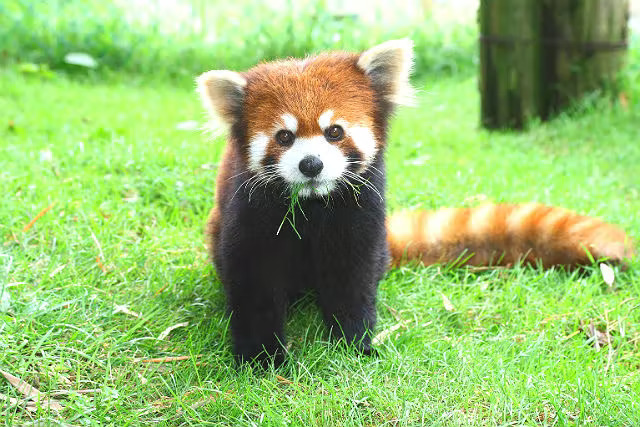 Tohoku Safaripark Admission Ticket