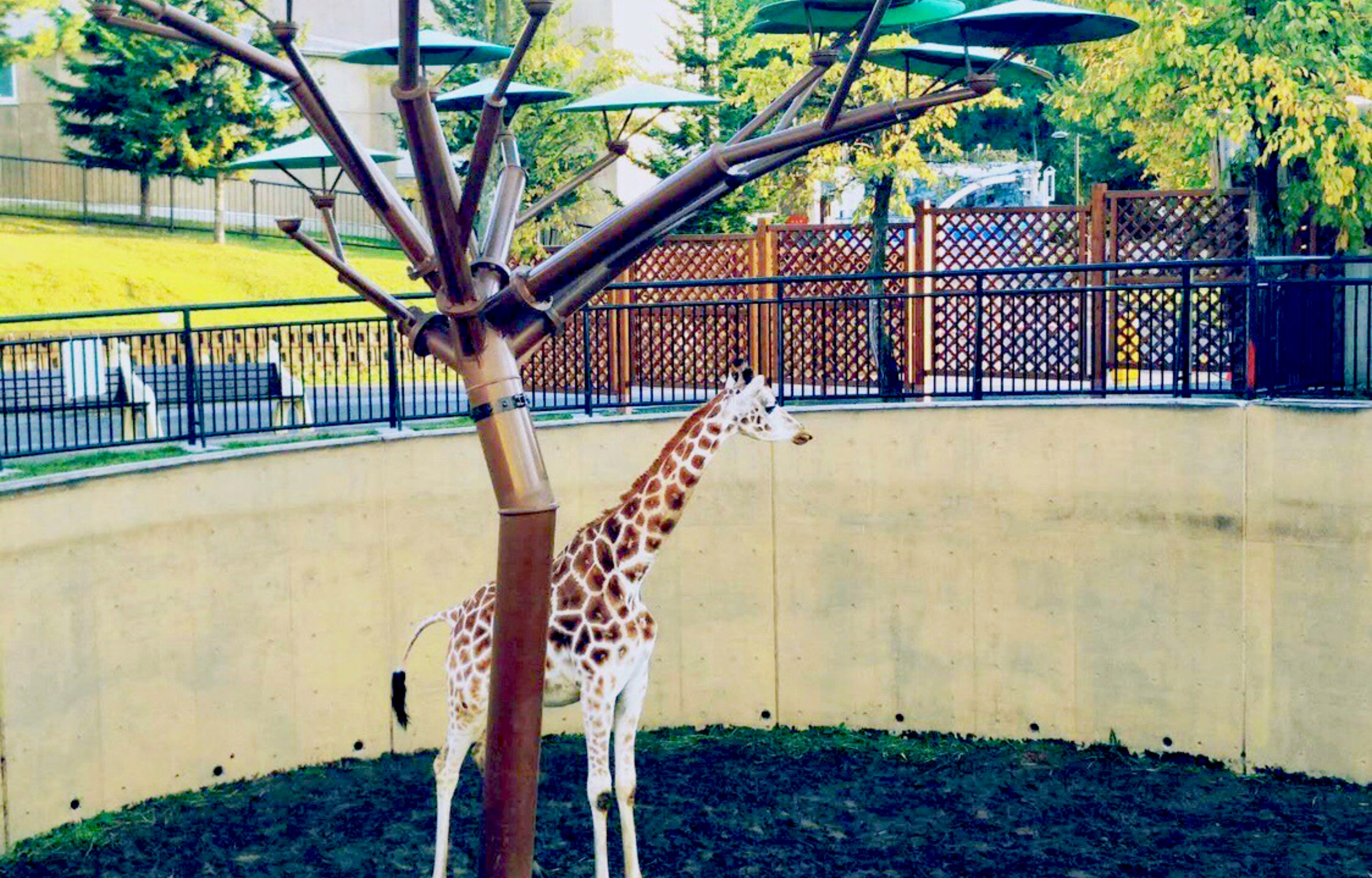 [Hokkaido Asahiyama & Biei & Furano Classic Scenic Spots Day Tour] Departing from Sapporo