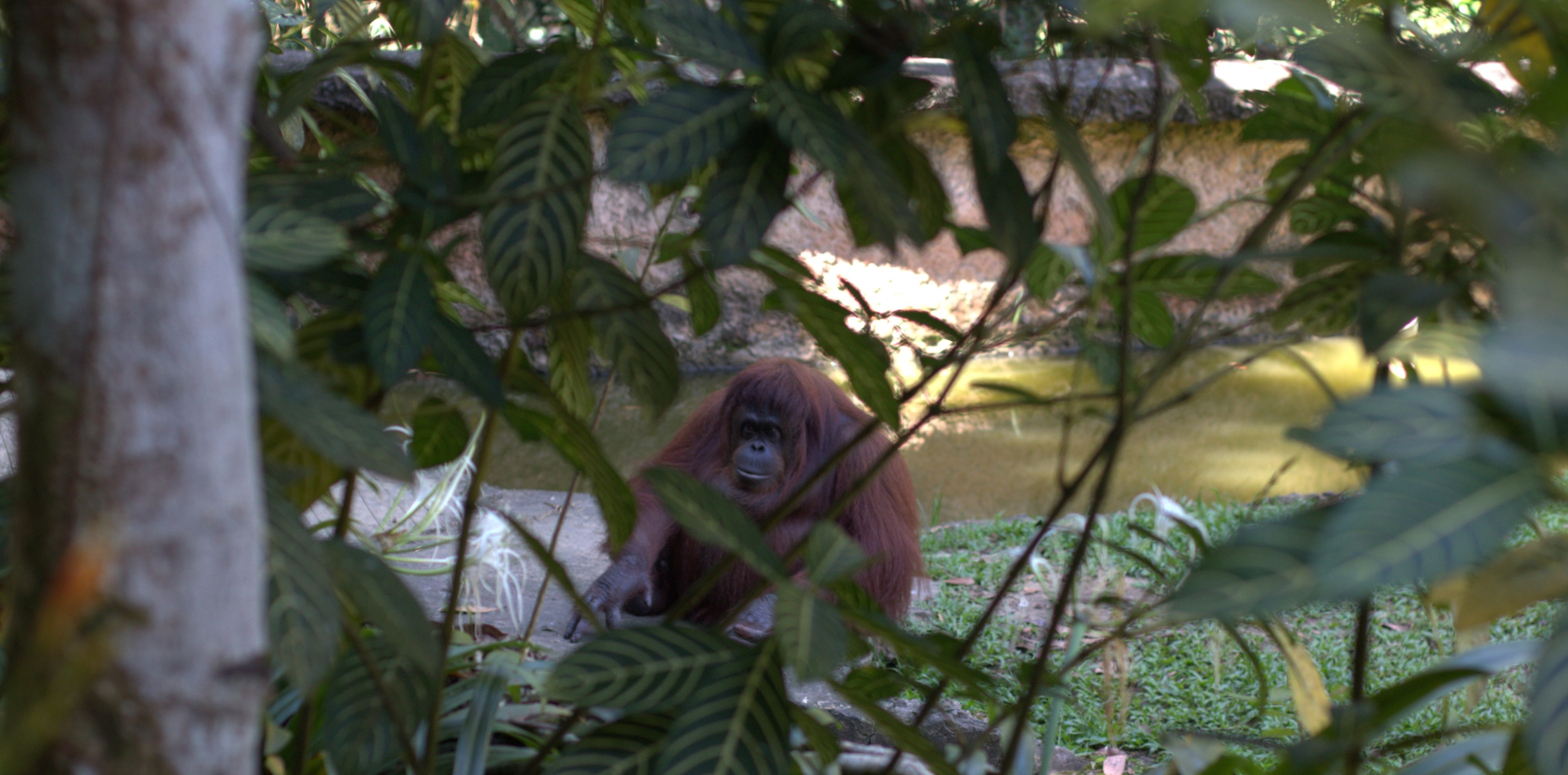 洛加宜野生動物園沙巴半日遊