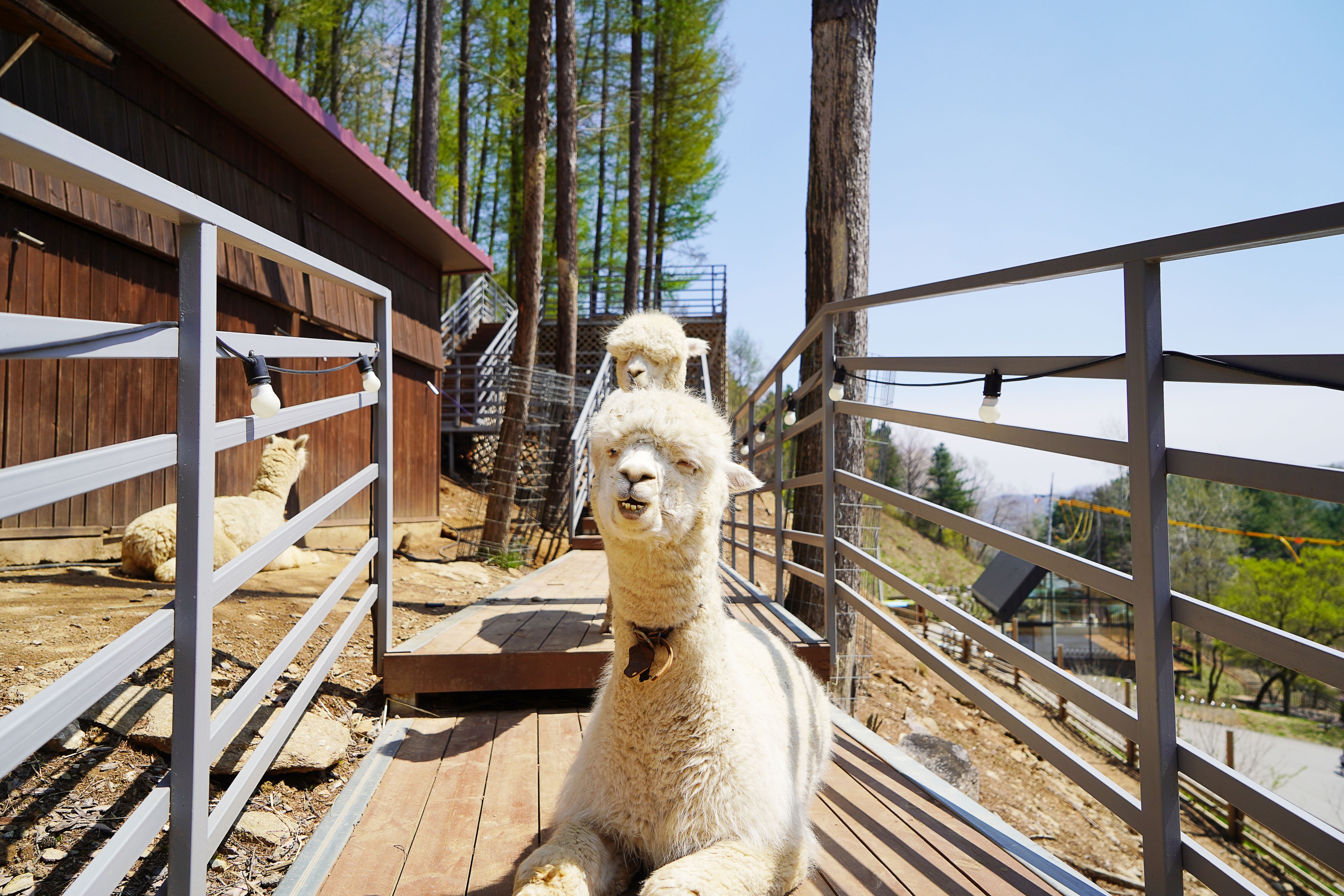 在木製甲板上，可愛的羊駝們正悠閒地享受日光浴。