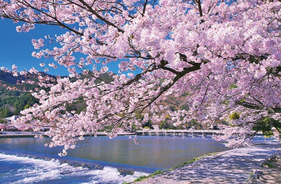 京都嵐山美景文化探秘及奈良萌鹿趣味體驗一日遊