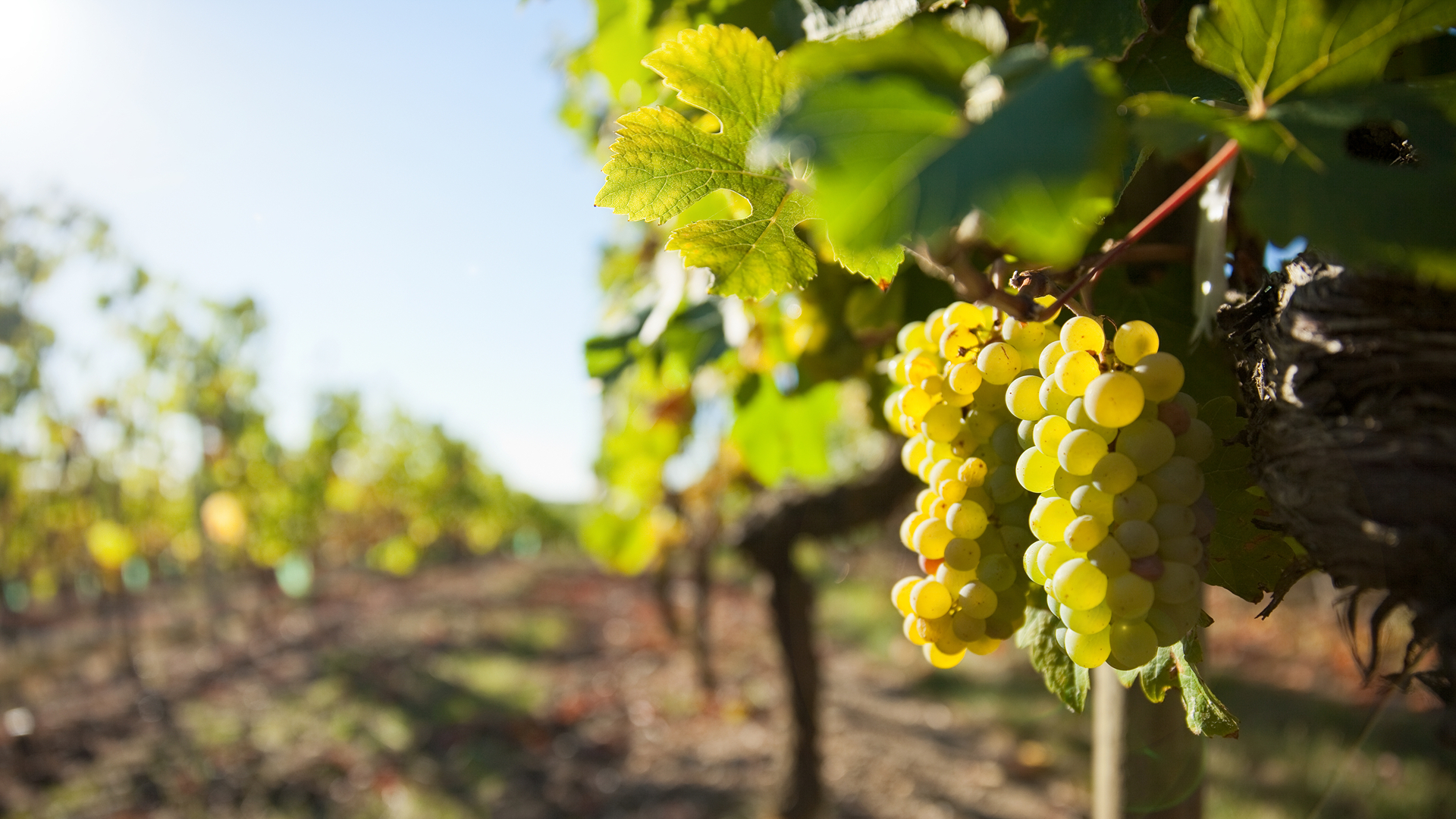 Loire Valley Full Day Wine Tour from Tours 