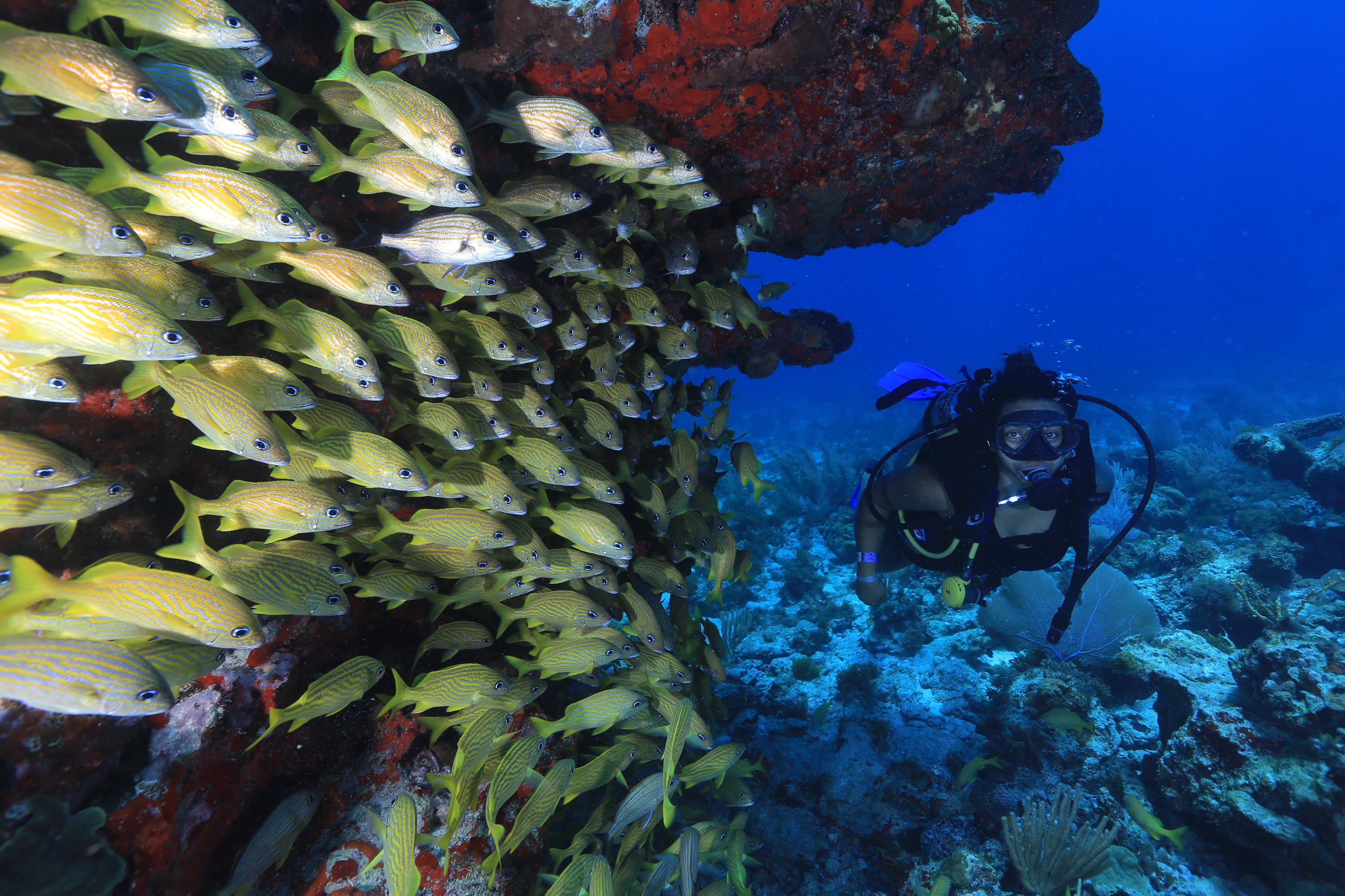 Scuba Diving for Beginners in Cancun