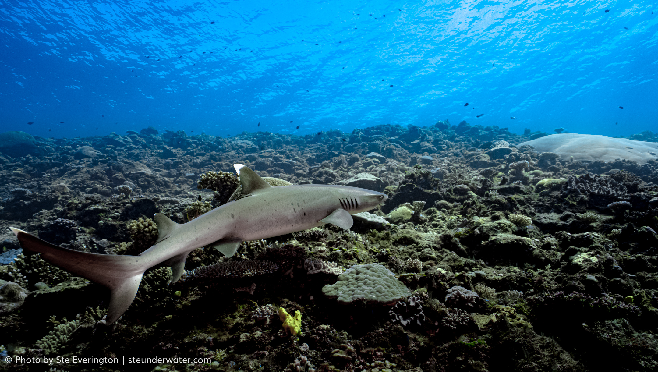 2 Tank Dive to Supermarket with PADI 5 Star Dive Resort