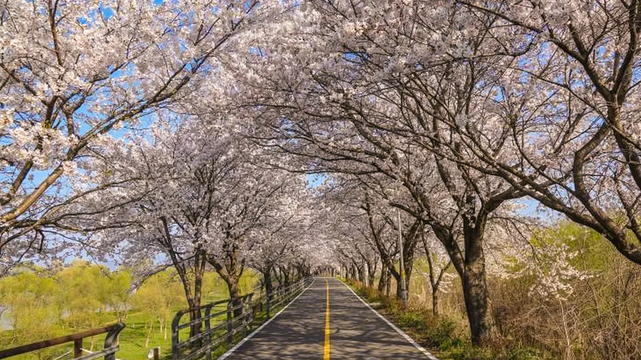 楊平知名的賞櫻勝地，當櫻花瓣片片飄落時，整條步道都將染上浪漫的粉紅色。