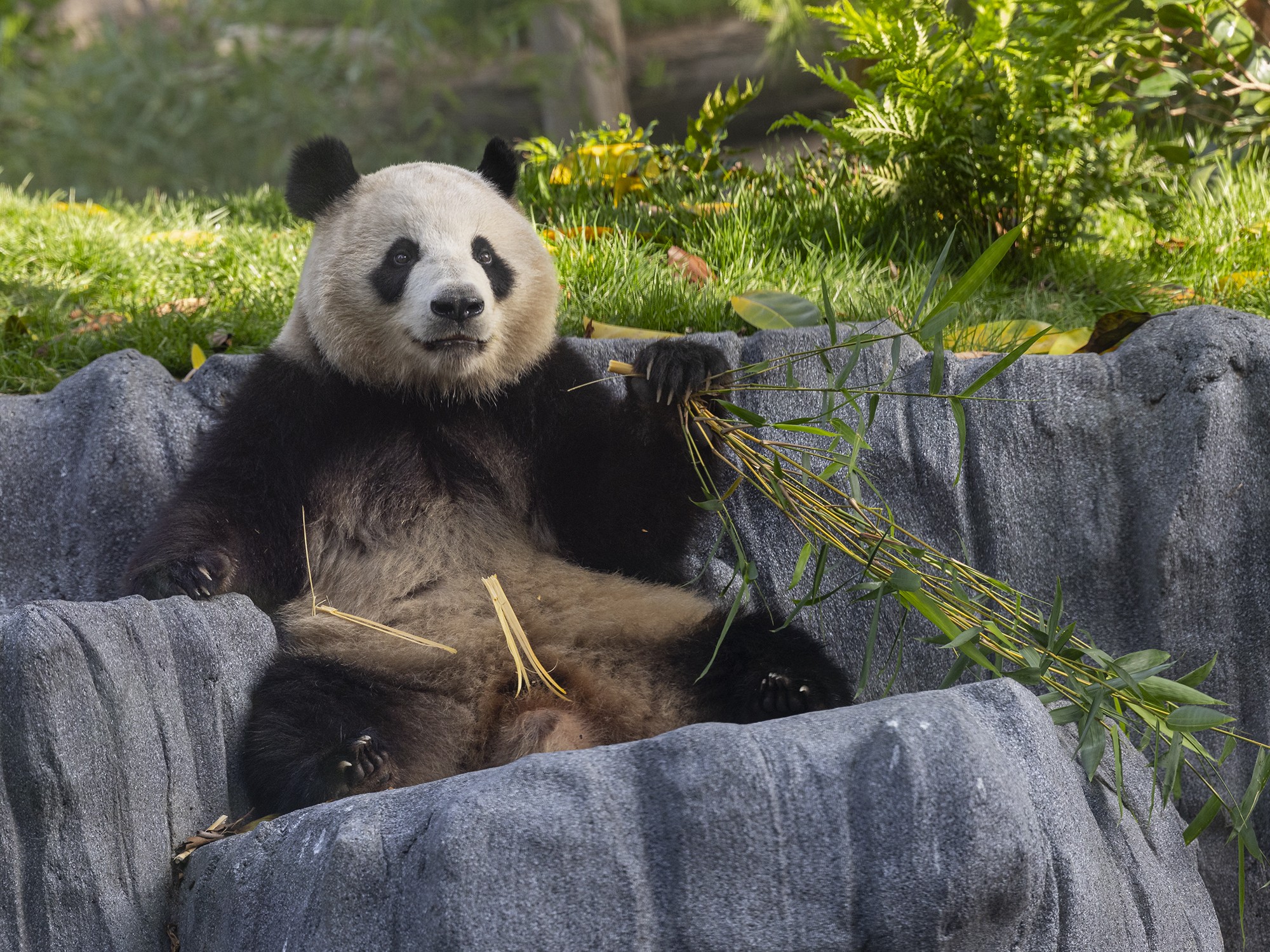 在聖地牙哥動物園身歷其境的熊貓棲息地，觀賞可愛的熊貓啃食竹子