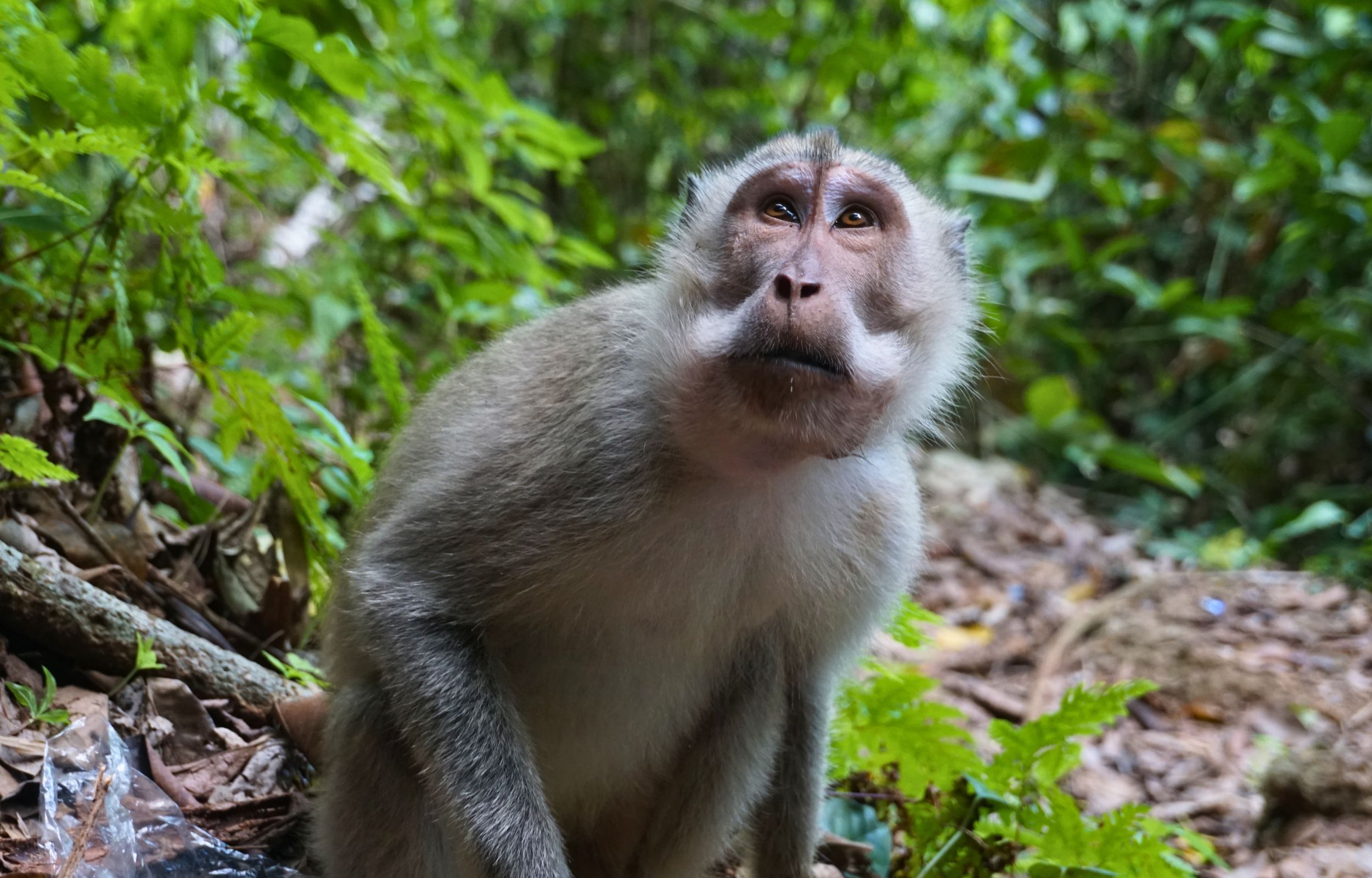 從 Banyuwangi 出發的阿拉斯普爾沃國家公園一日遊