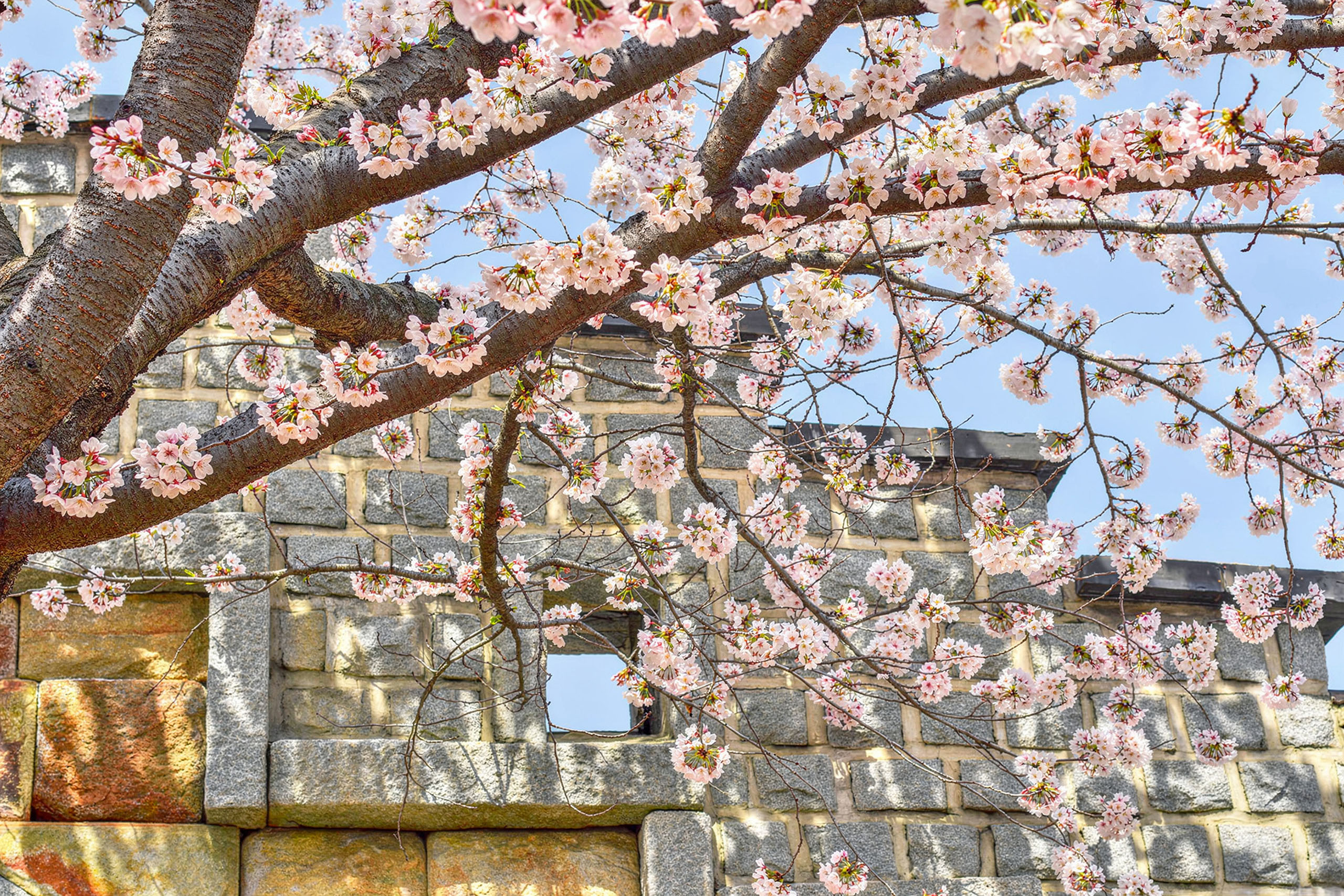 水原華城春日遊:漫步歷史古蹟,沉浸在盛開的櫻花海中 水原華城春日遊:漫步歷史古蹟,沉浸在盛開的櫻花海中