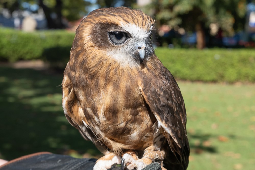 Ranger Red's 動物園遇見貓頭鷹體驗