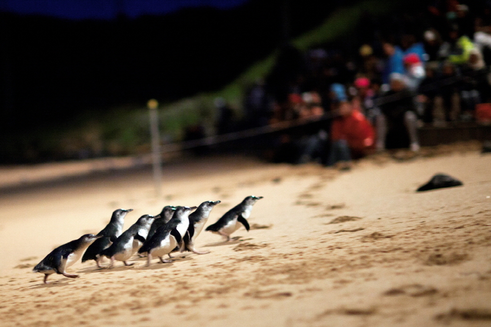 Phillip Island Penguin Parade and Wildlife Discovery Tour