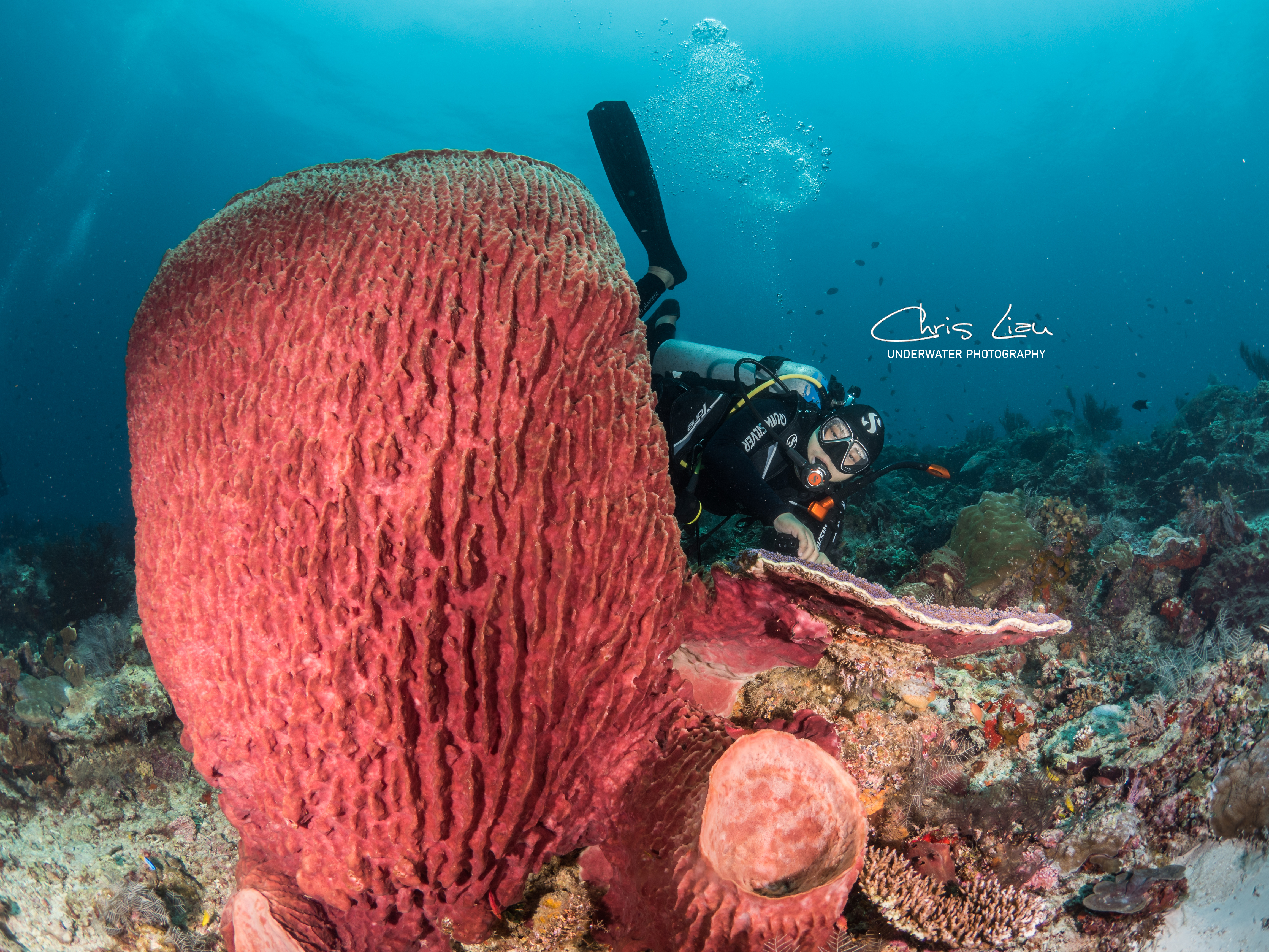 Sipadan Fundive Day Trip with PADI 5 Star Dive Center