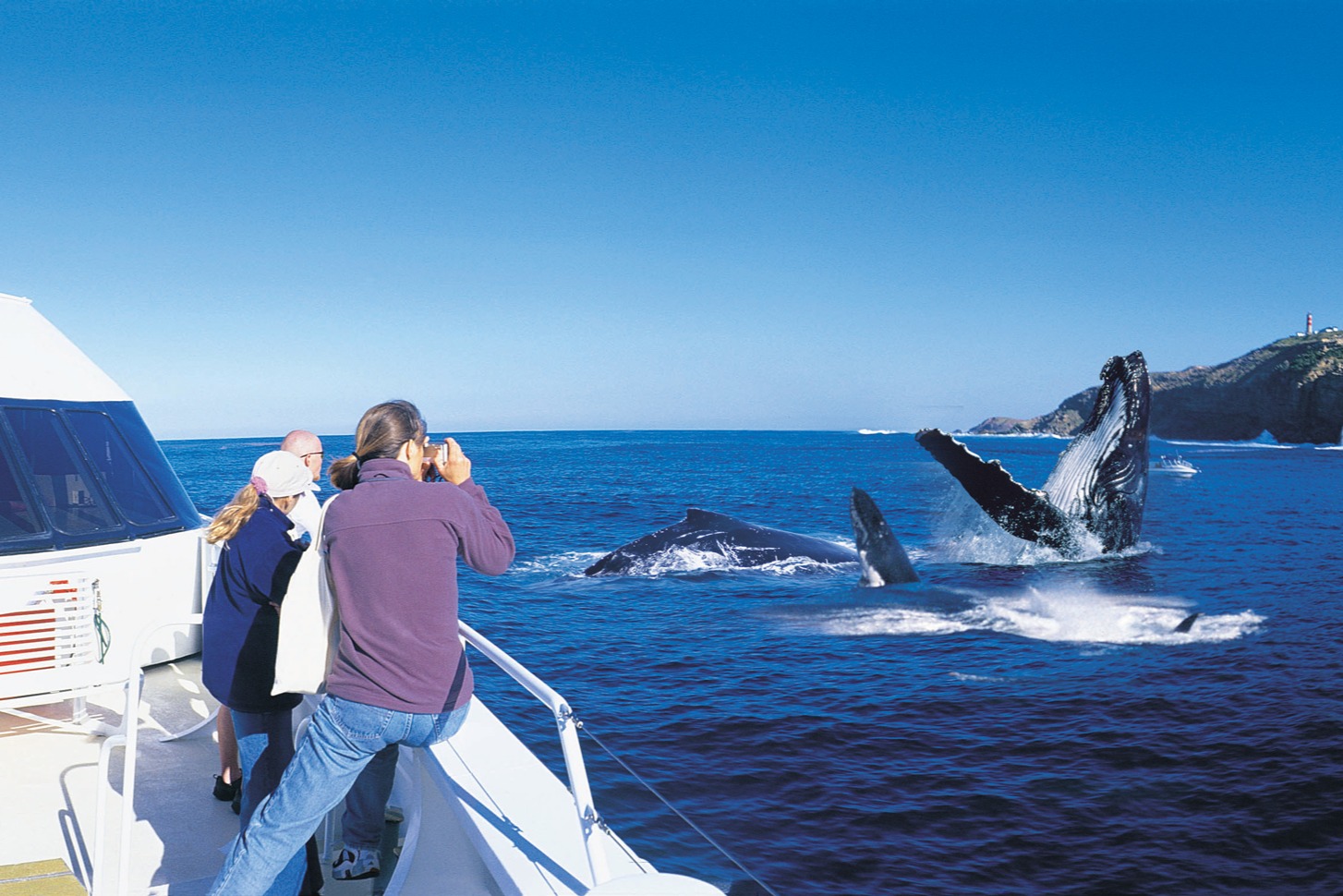 Tangalooma Whale Watching Tour with English or Japanese Guide