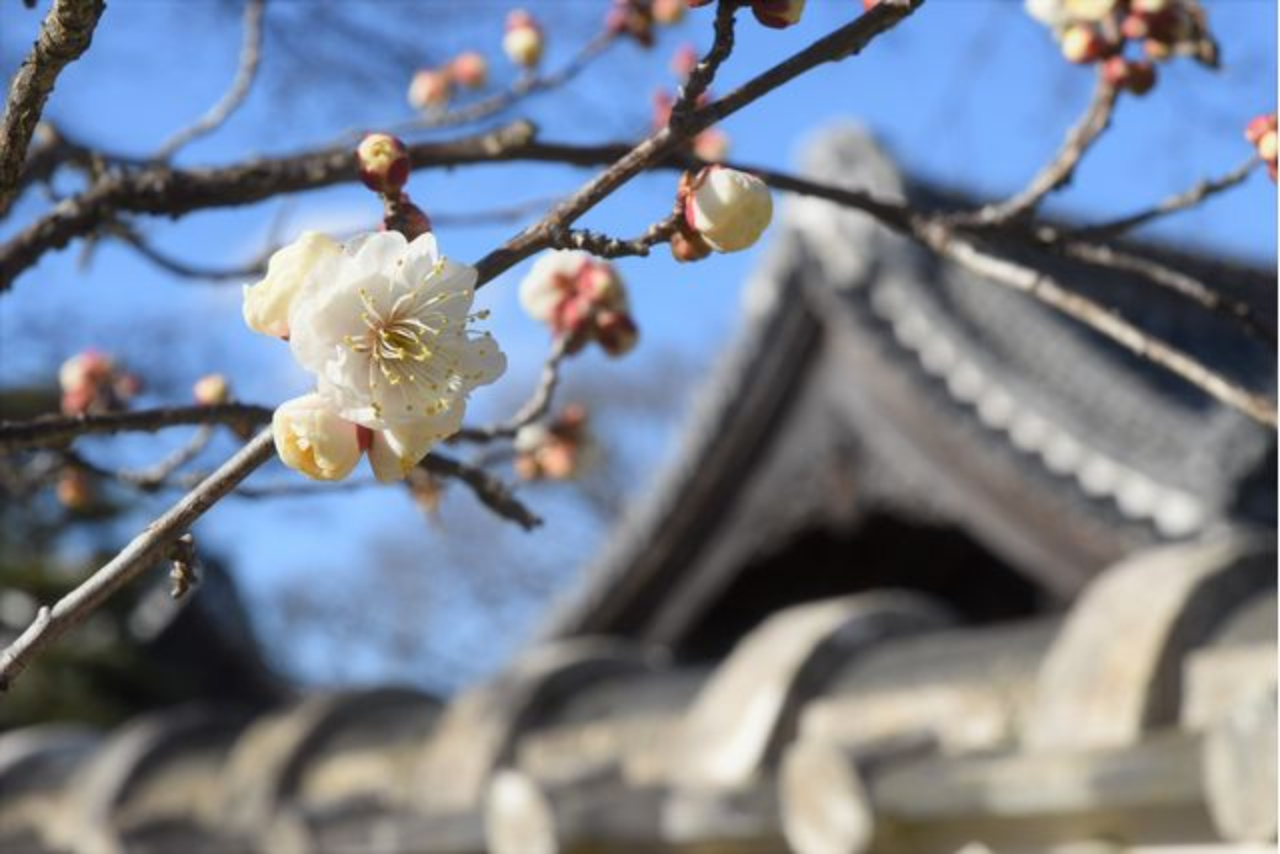 茨城縣立陶瓷美術館門票
