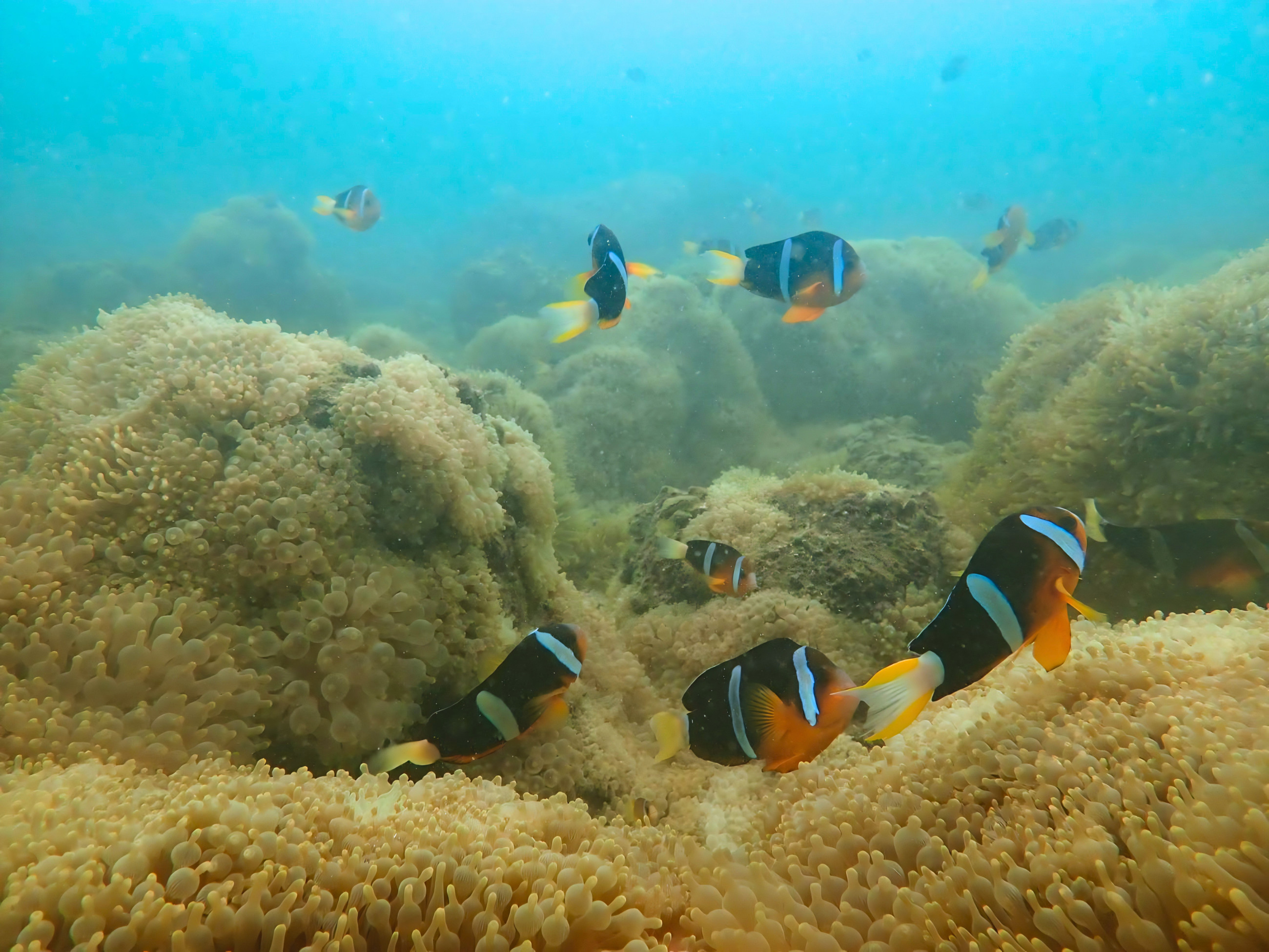 Hong Kong Aquarium Clownfish Snorkeling Experience