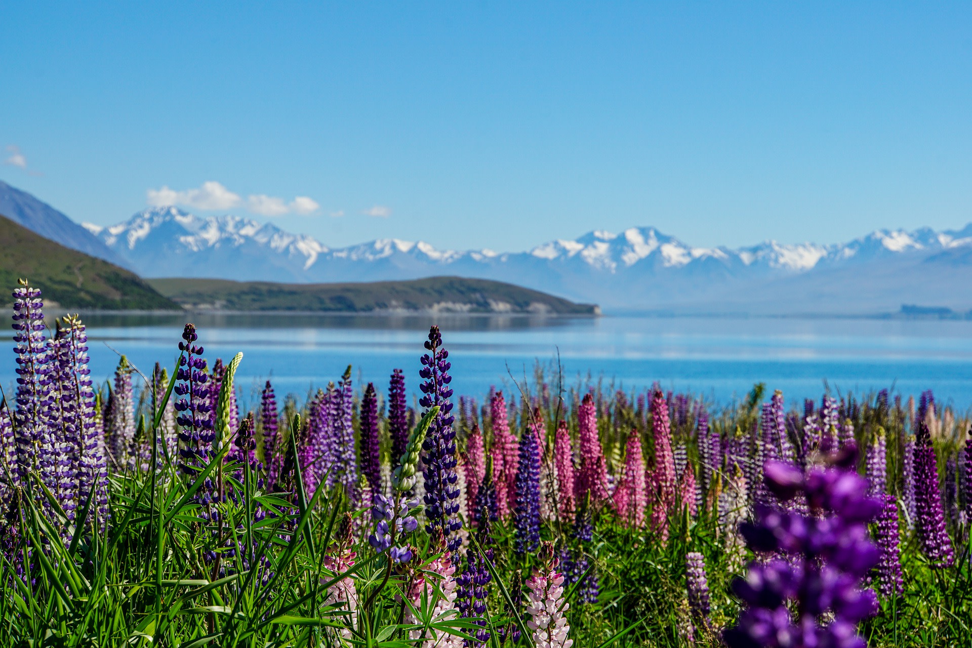 Mt Cook to Christchurch One Way Small Group Tour via Lake Tekapo