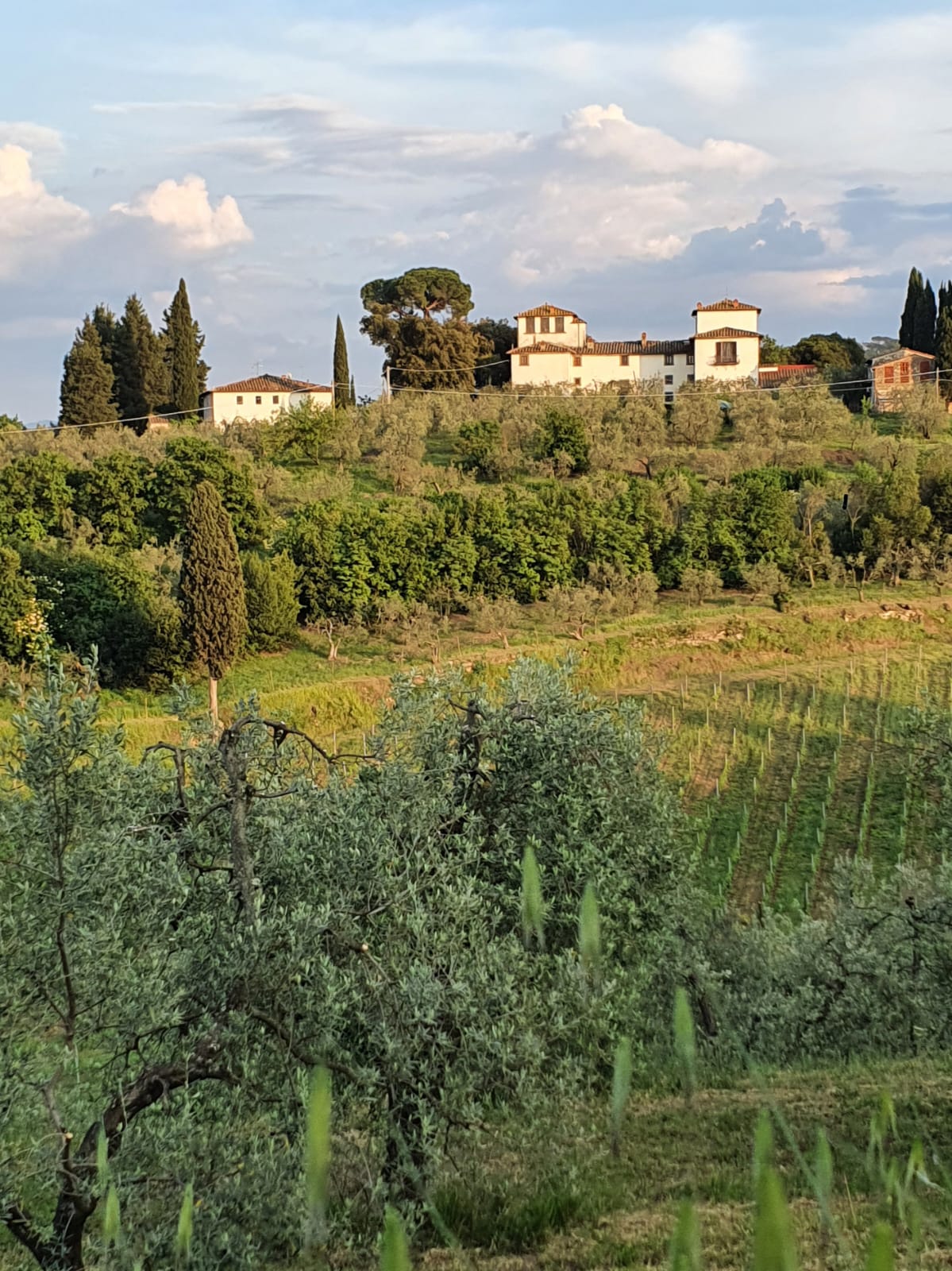 Tuscan Bites & Sips: Discover Tuscany Through Wine