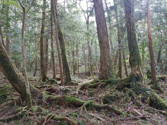 Fuji Sea of Trees: Aokigahara Forest Walk &amp; Cave Exploration Tour in Yamanashi