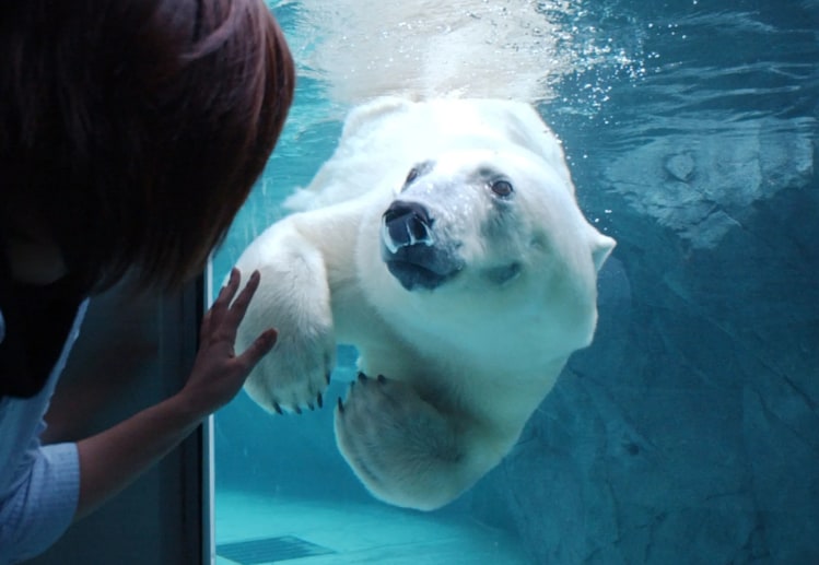 北海道經典一日遊｜旭山動物園＋美瑛青池＋精靈露臺＋白鬚瀑布