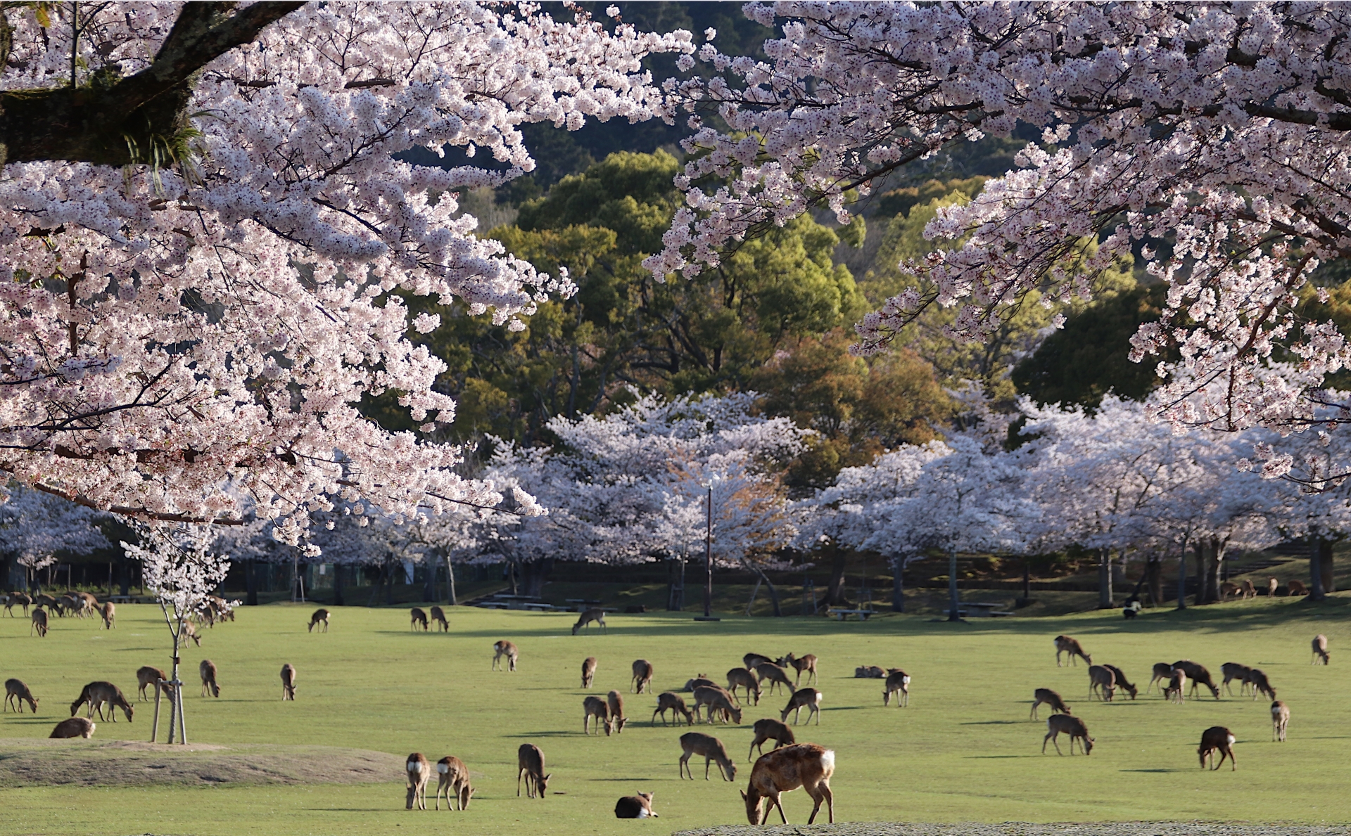 There are many deer scattered throughout the vast area of Nara Park. When deer cross the road, vehicles will patiently wait for them to pass safely.