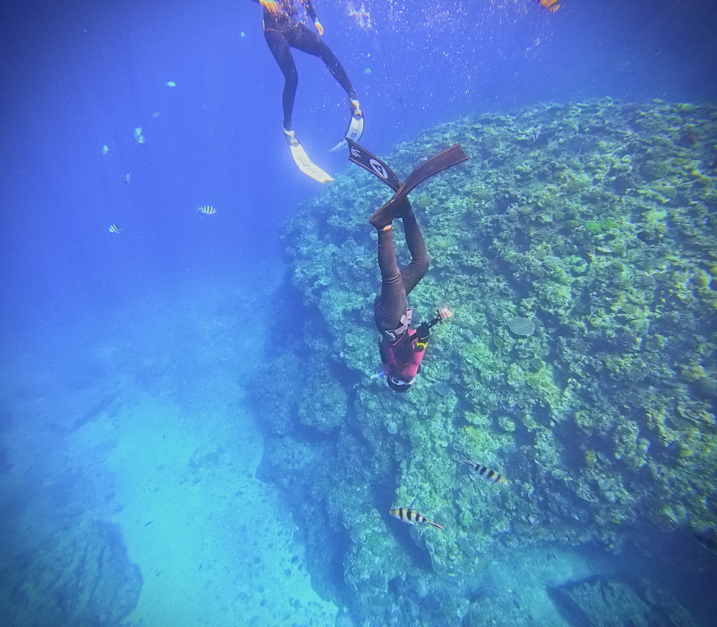 [Korean language tour] Okinawa Blue Cave Fun Free Diving (Boat entry/Free photography/No license required)
