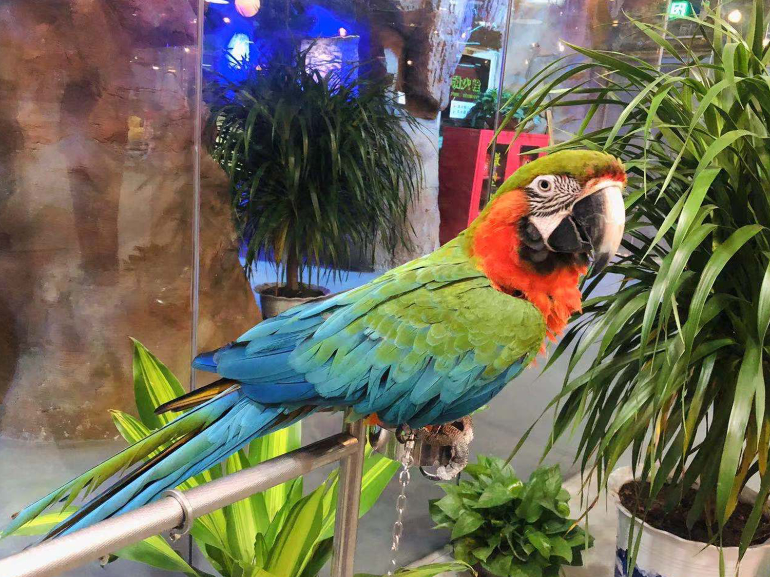 深圳野恩動物樂園（龍崗萬達廣場店）能摸、能抱、投餵互動、零距離接觸萌寵