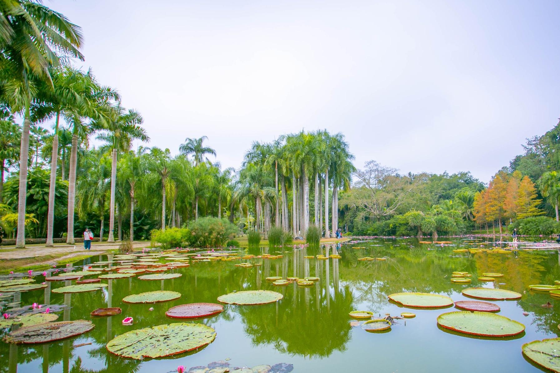 【放虎歸山】雲南西雙版納普洱6天5晚親子游私家團（普洱森林公園+夜遊植物園+小熊貓互動+告莊旅拍）