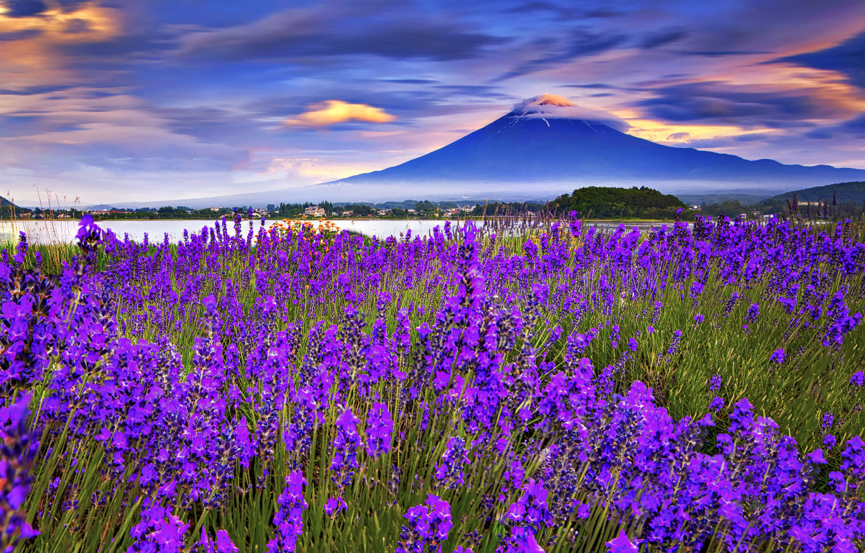每到夏天，河口湖畔大石公園內的薰衣草盛放，猶如給公園披上了一層紫色的絨毯，與富士山之景遙相輝映，美不勝收