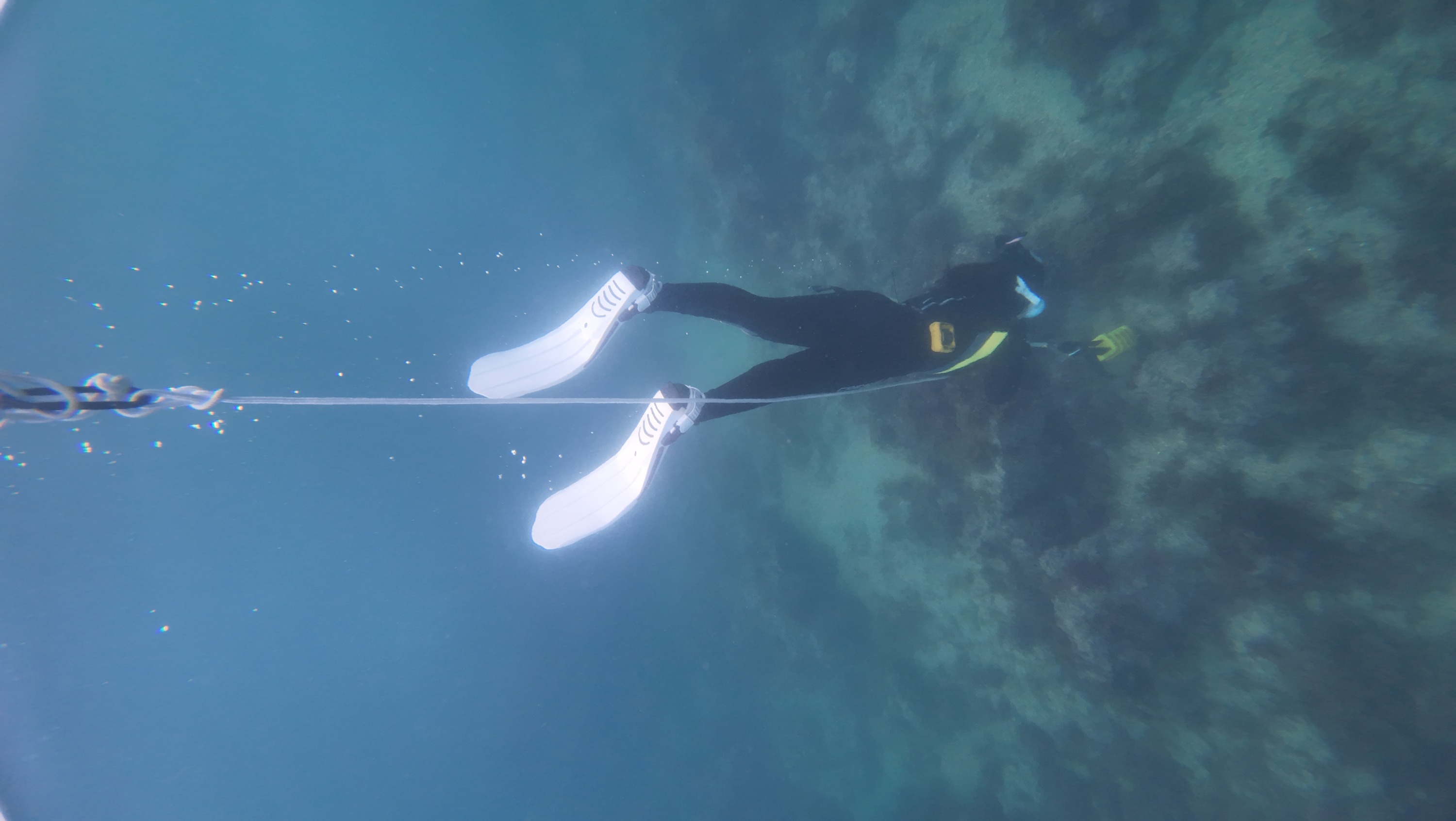 Jeju Free Diving Experience