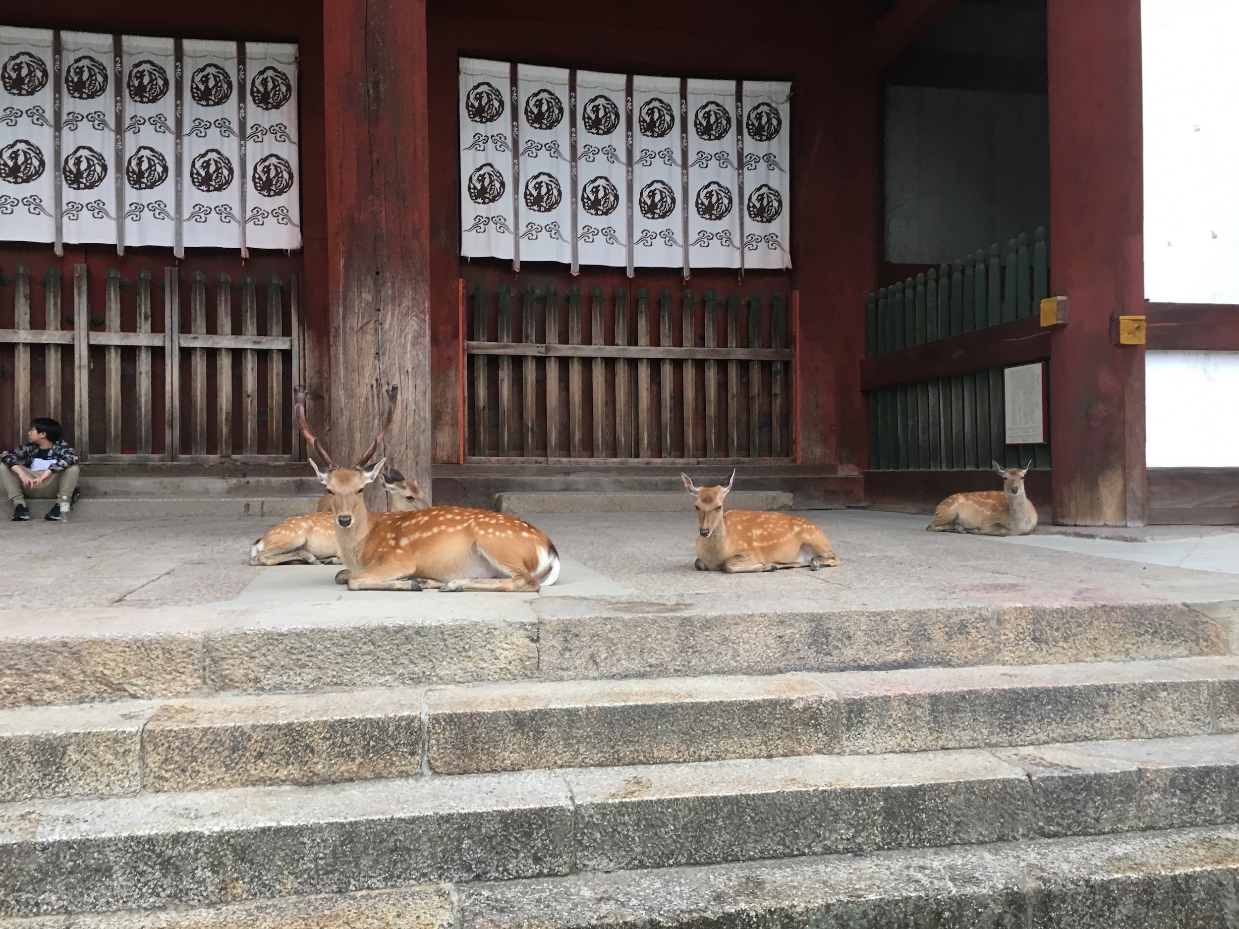 奈良東大寺 & 奈良町半日徒步遊