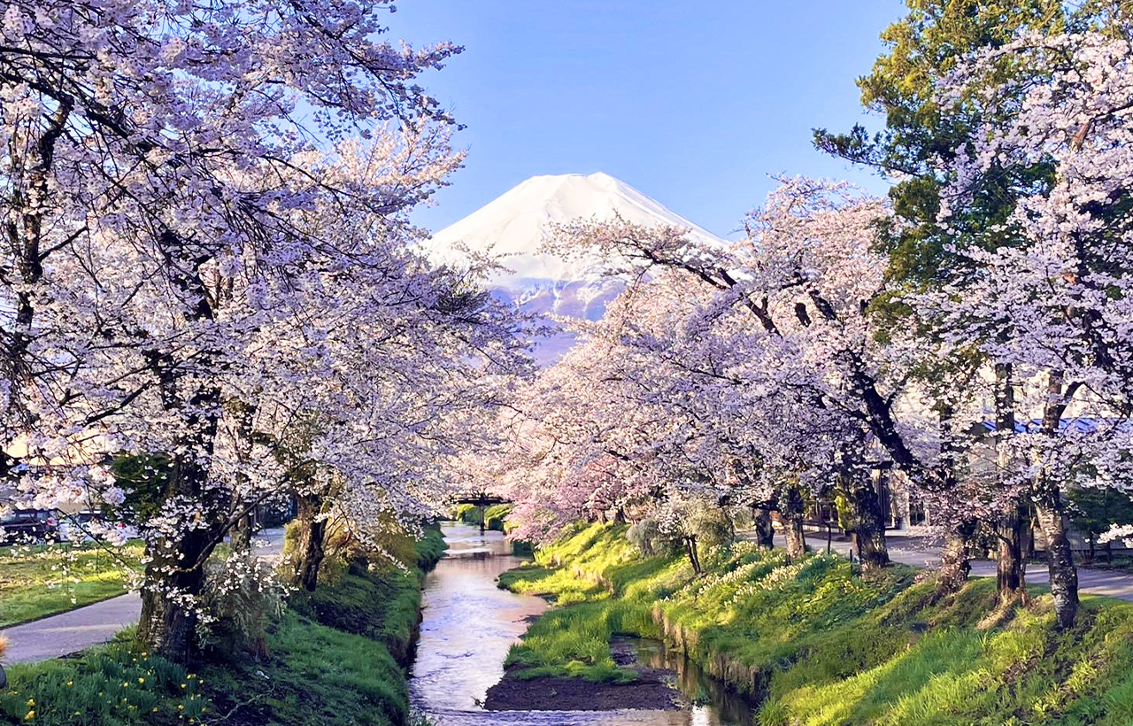 網紅打卡勝地-新倉山淺間公園&日川時計店&忍野八海&河口湖大石公園&河口湖楓葉迴廊