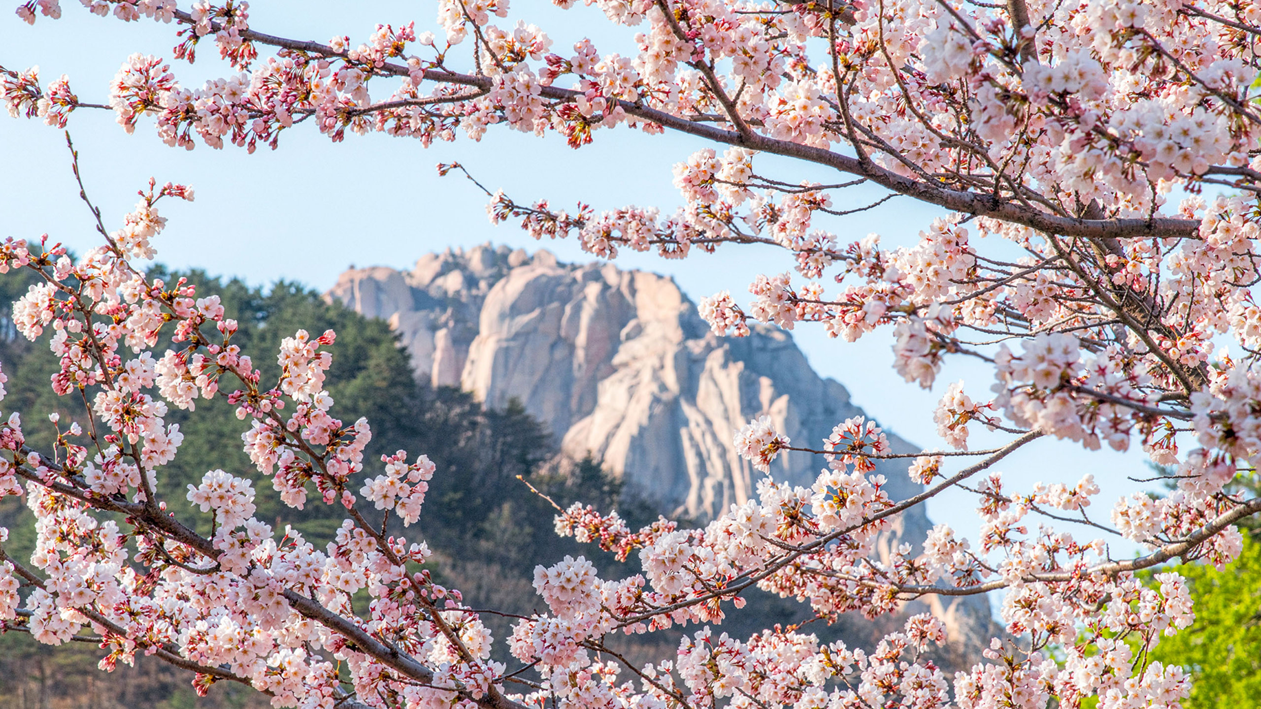 Seoul Seoraksan & Naksansa Temple Full-Day Guided Tour