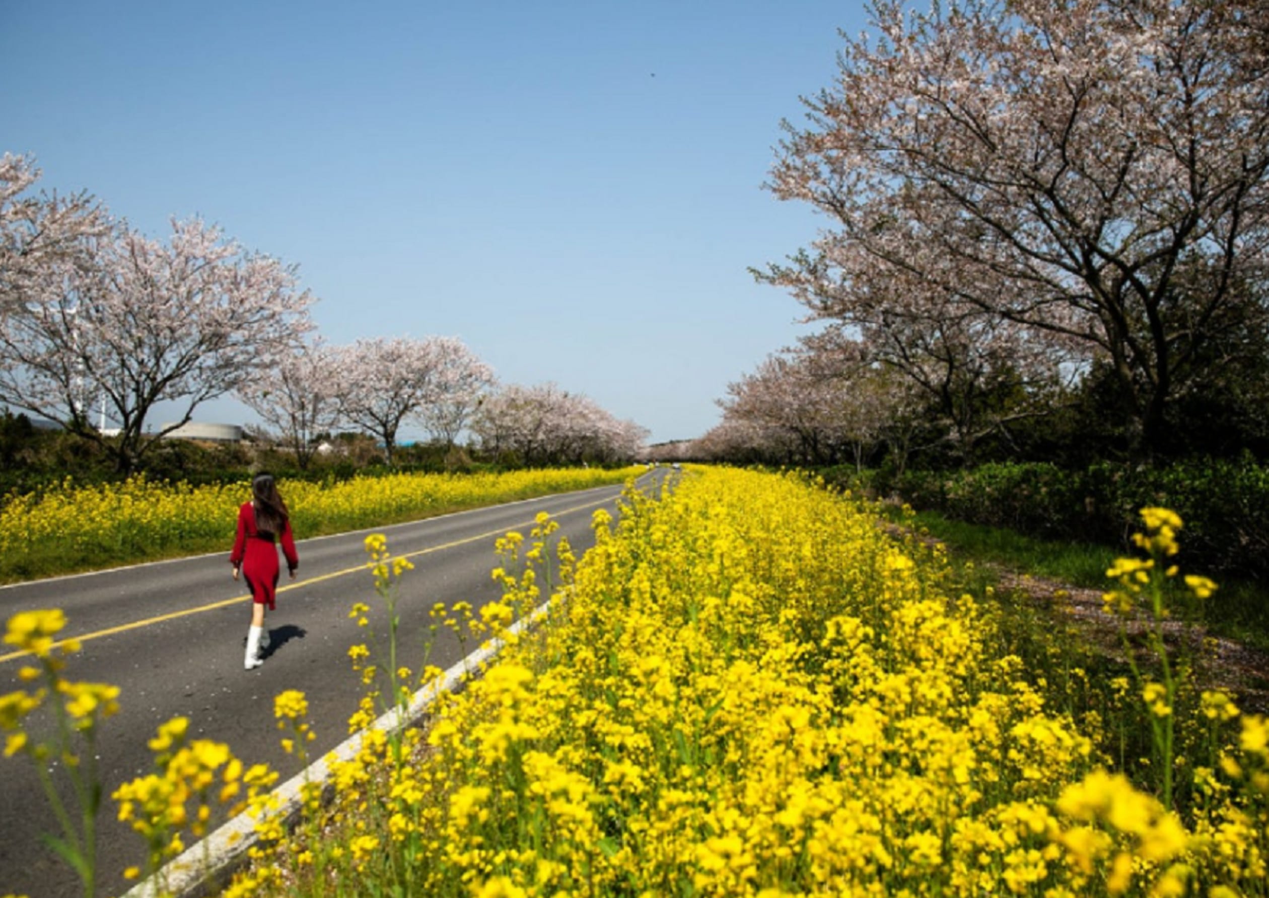 鹿山路 (加西里) 櫻花路：四季花卉 (春)