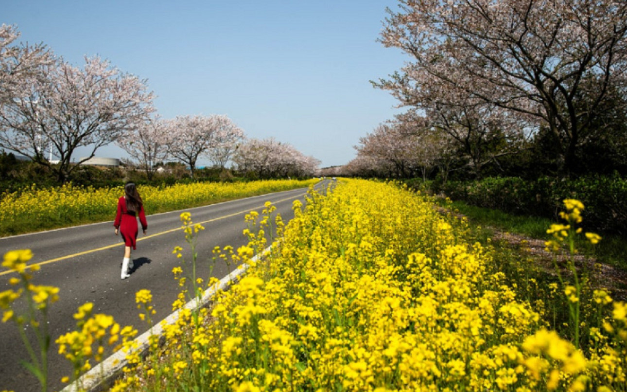 [Hotel pick up] Jeju UNESCO Day Tour
