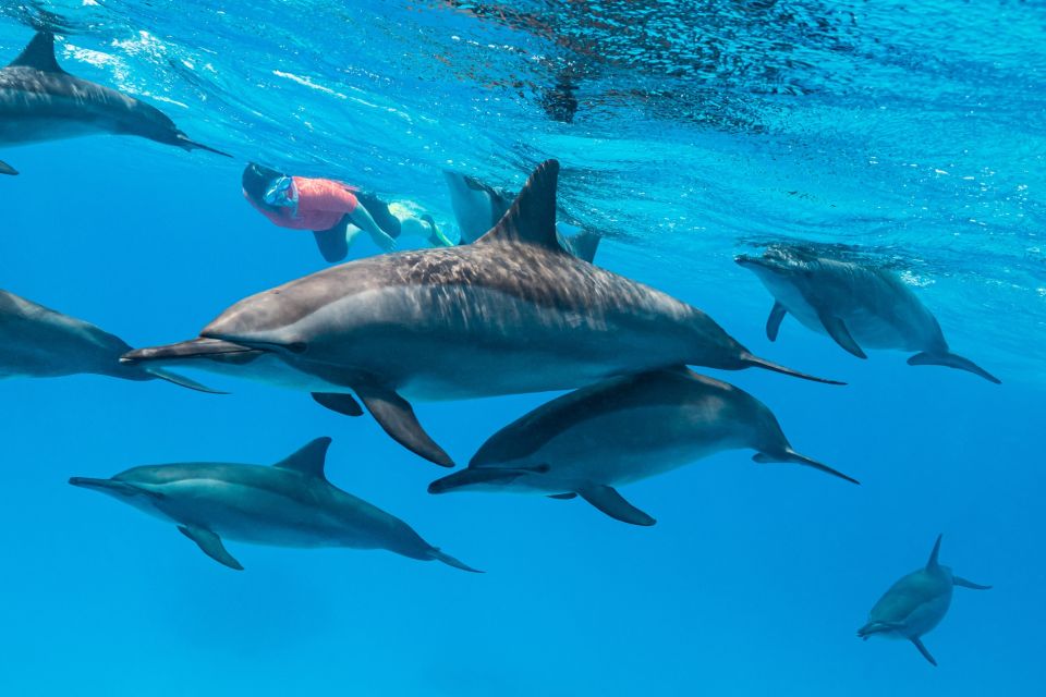 El Gouna: Dolphin Watching Boat Tour with Snorkeling & Lunch