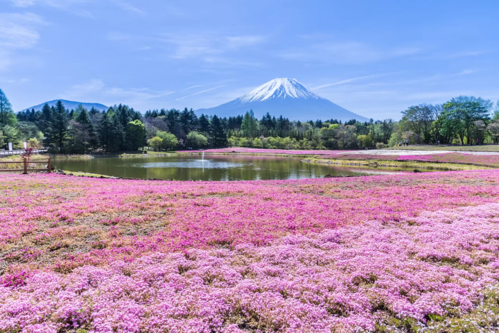 富士山壯麗美景或芝櫻節浪漫花海一日遊 （東京出發）
