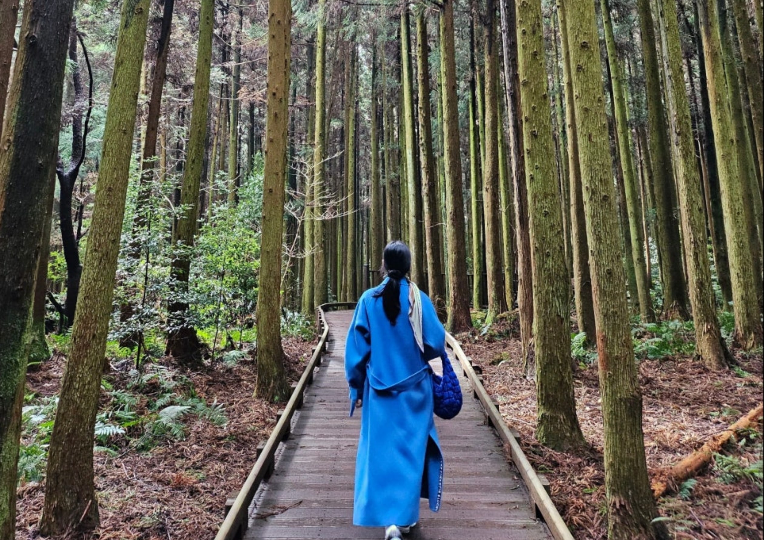 紗里峨岳森林小徑