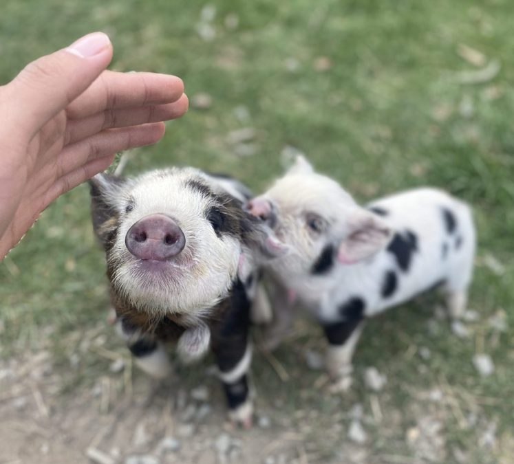 Lake Tekapo Petting Zoo Admission Ticket