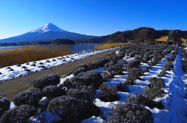 One-day tour of Mt. Fuji and Lake Kawaguchi, Arakurayama Sengen Park, Lake Kawaguchi, Oishi Park, Saiko Healing Center