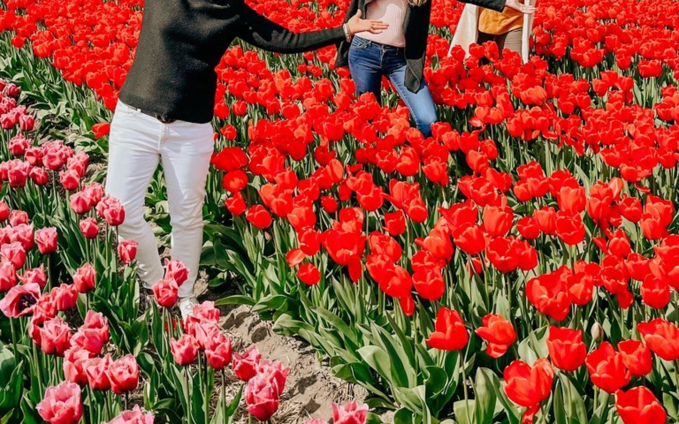 色彩繽紛的庫肯霍夫花園小徑,兩旁開滿了鬱金香和風信子 色彩繽紛的庫肯霍夫花園小徑,兩旁開滿了鬱金香和風信子