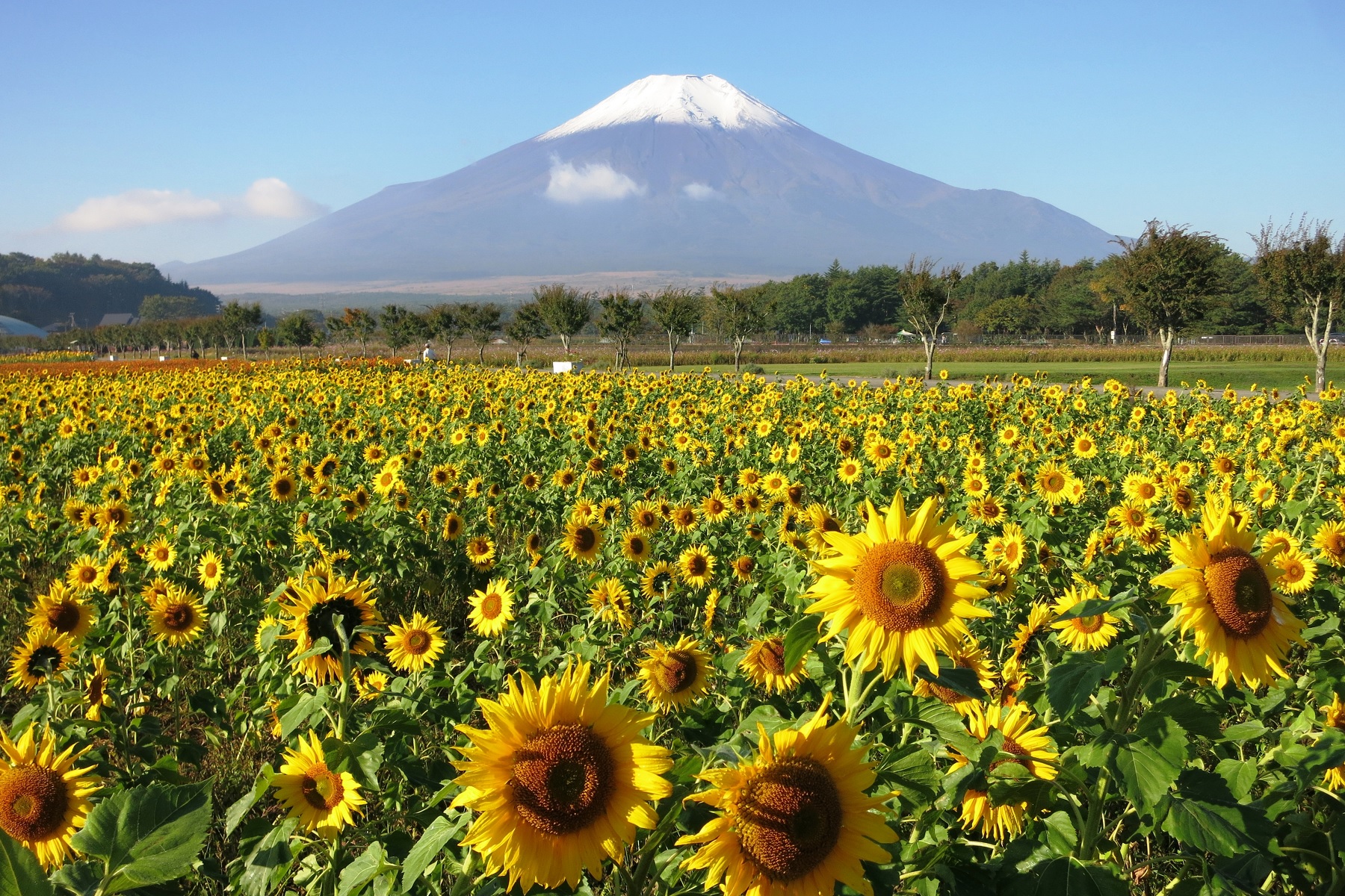 靜岡: 伊東溫泉海之煙火大會 & 大室山 & 忍野八海 & 花之都公園 & 巨峰葡萄採摘吃到飽2日遊